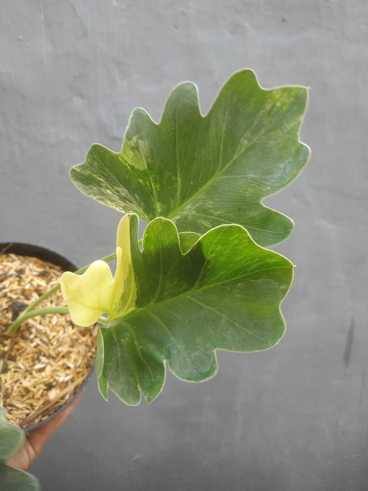 Philodendron Selloum Variegated