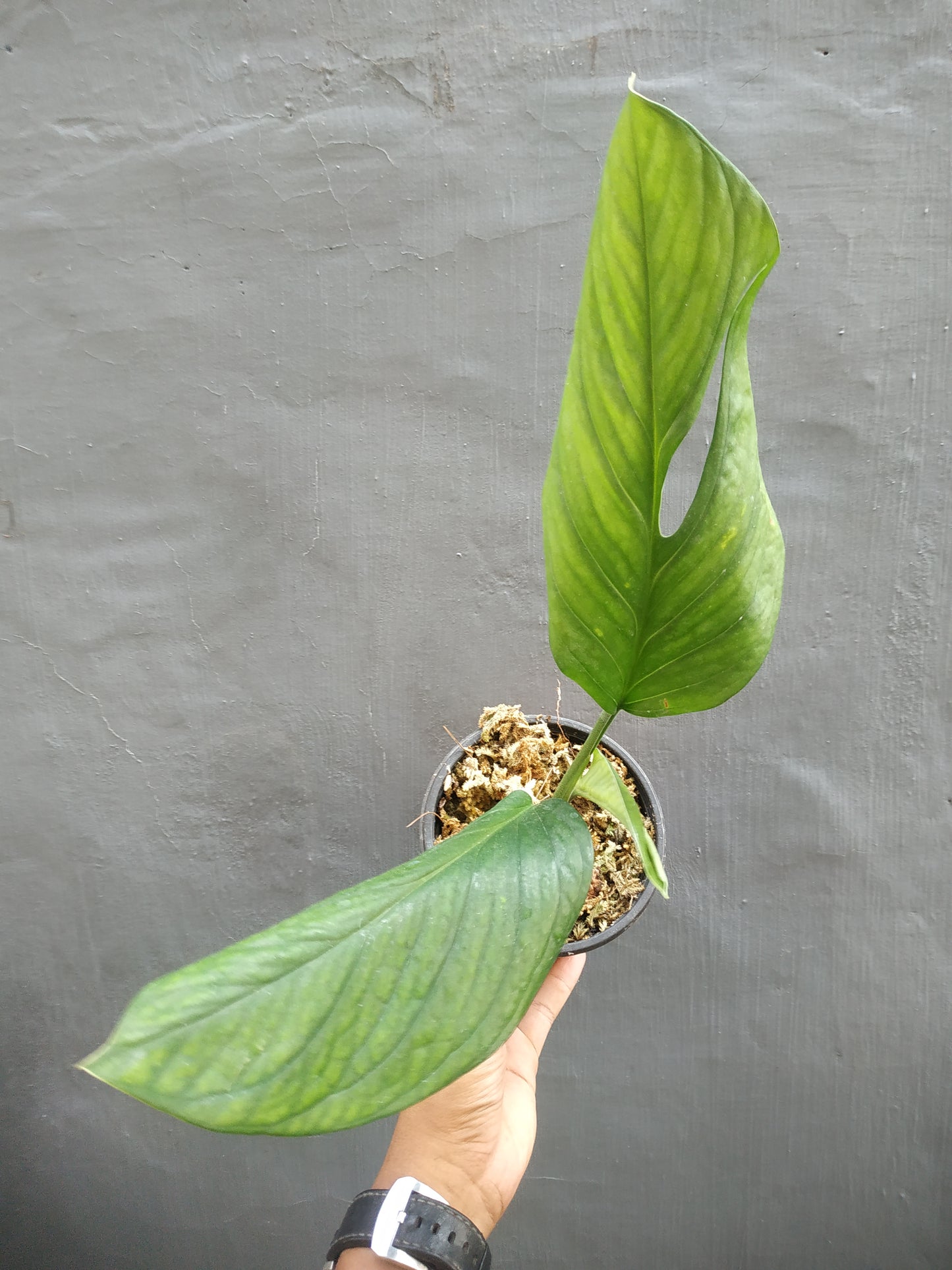 Monstera Pinnatipartita Medium