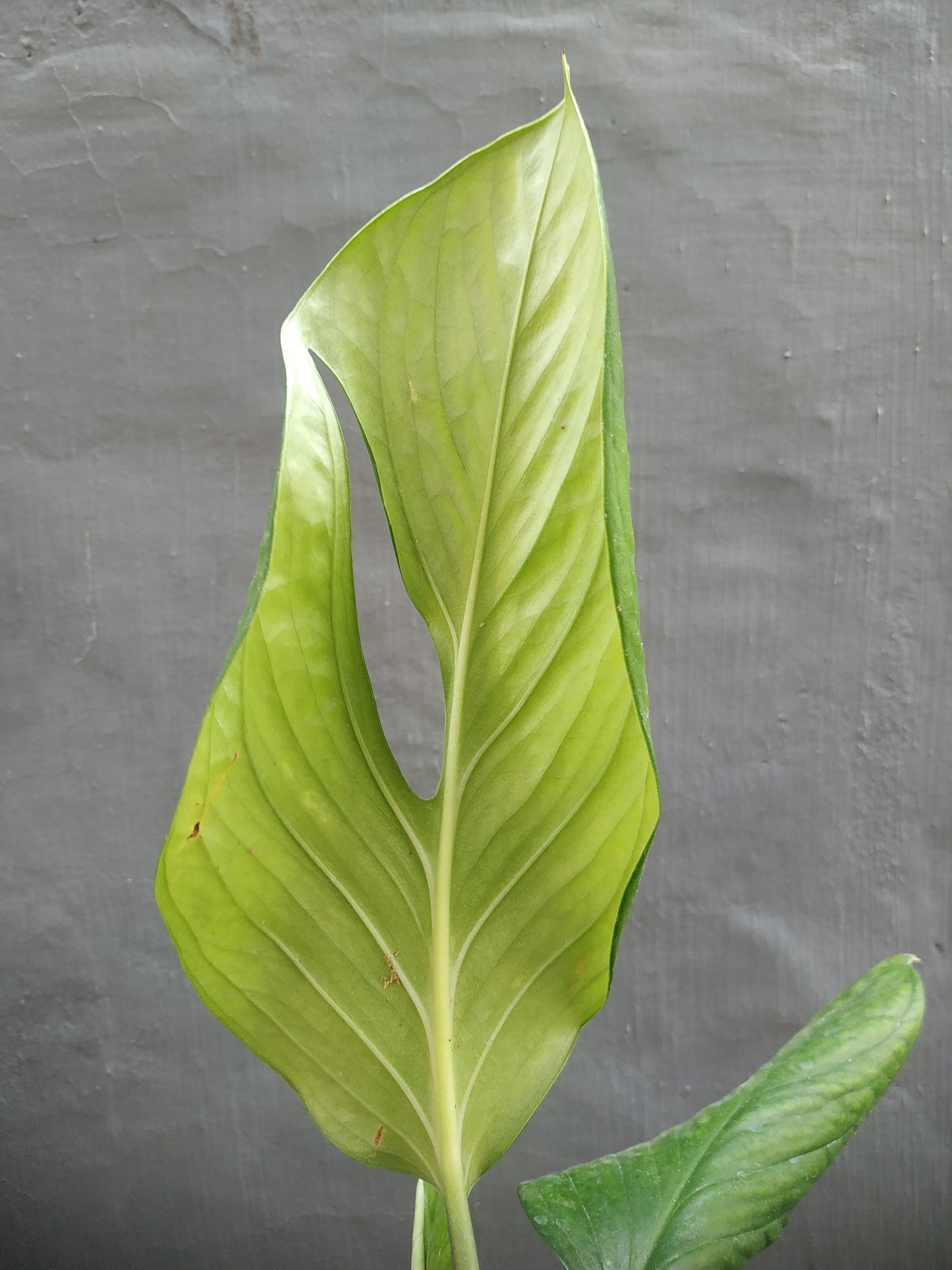 Monstera Pinnatipartita Medium