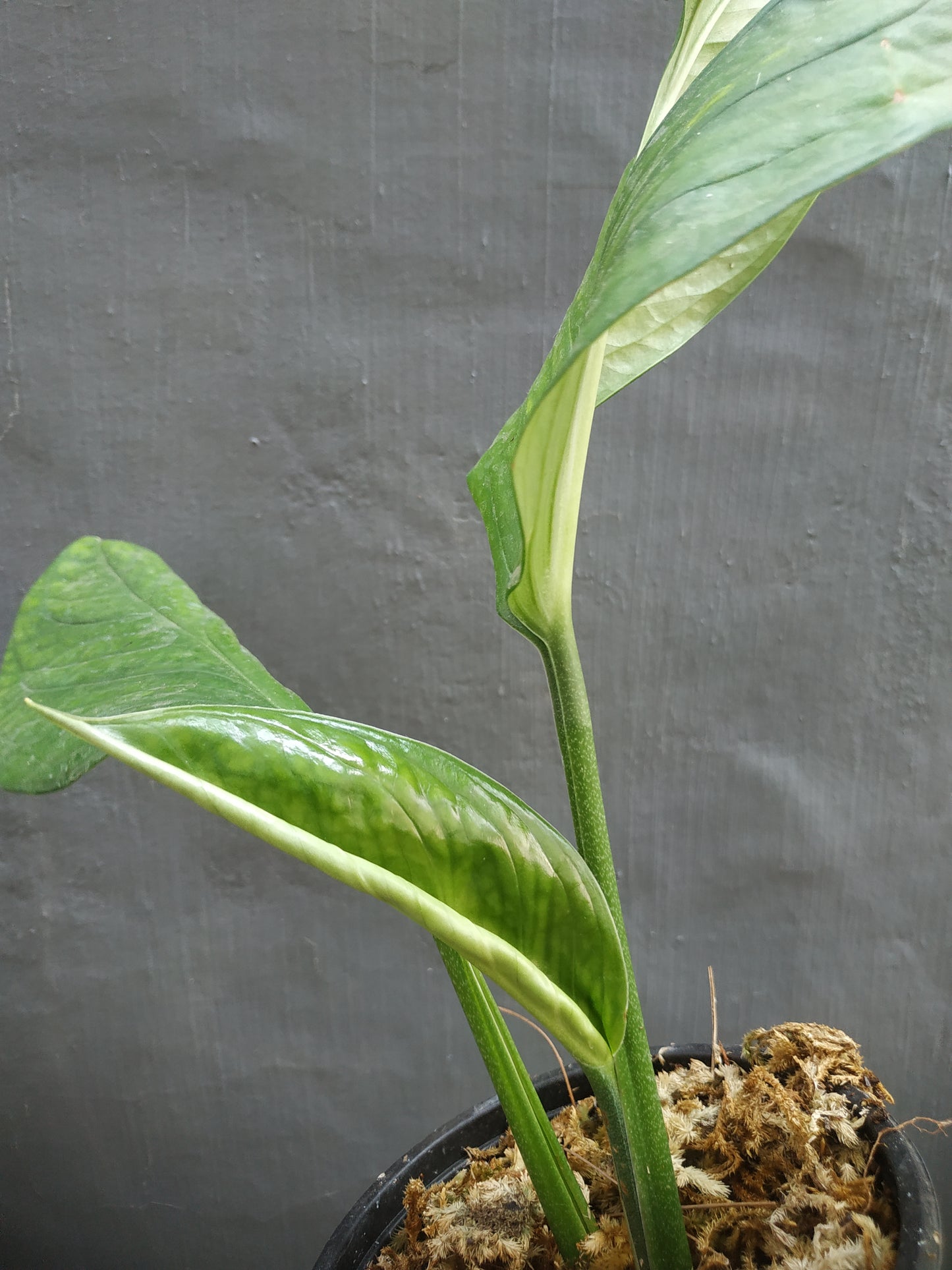 Monstera Pinnatipartita Medium