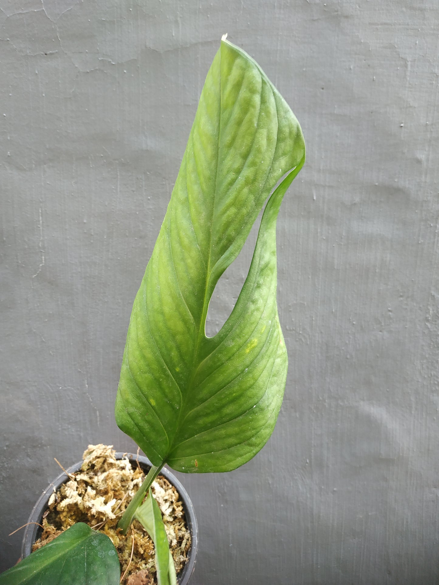Monstera Pinnatipartita Medium