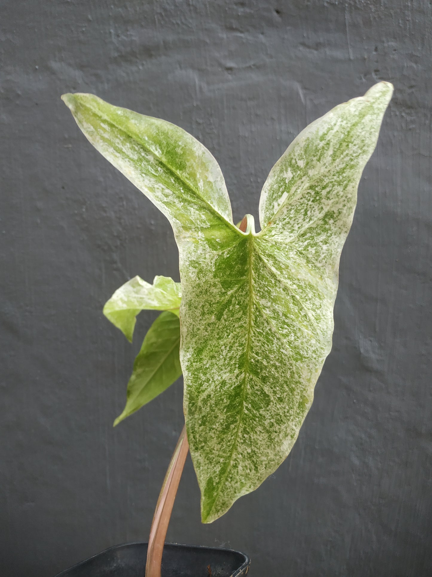Synngonium Mint Of Sumatera
