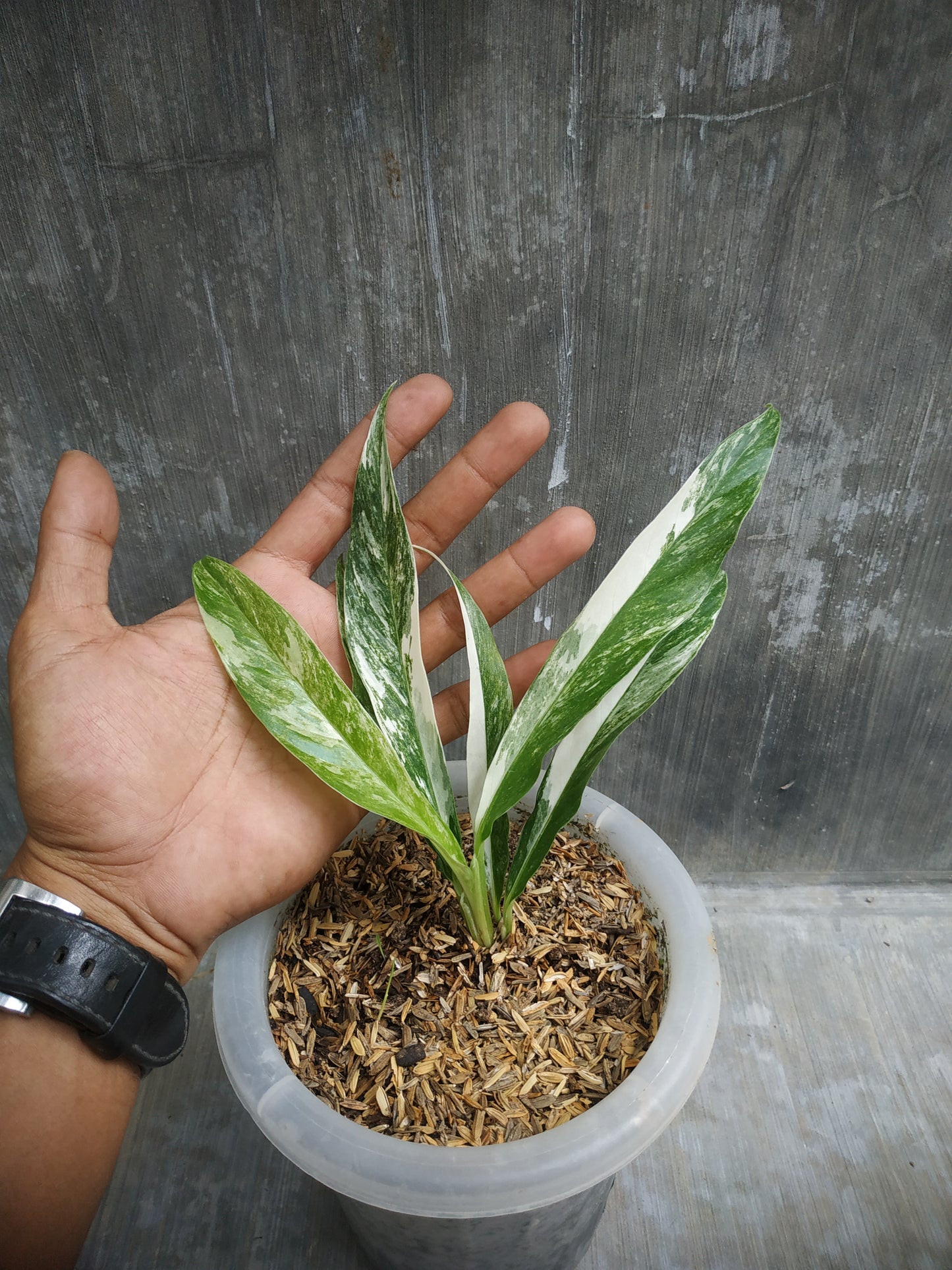 Rhaphidophora Megasperma Variegated