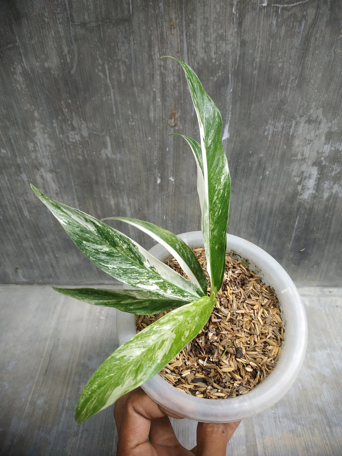 Rhaphidophora Megasperma Variegated