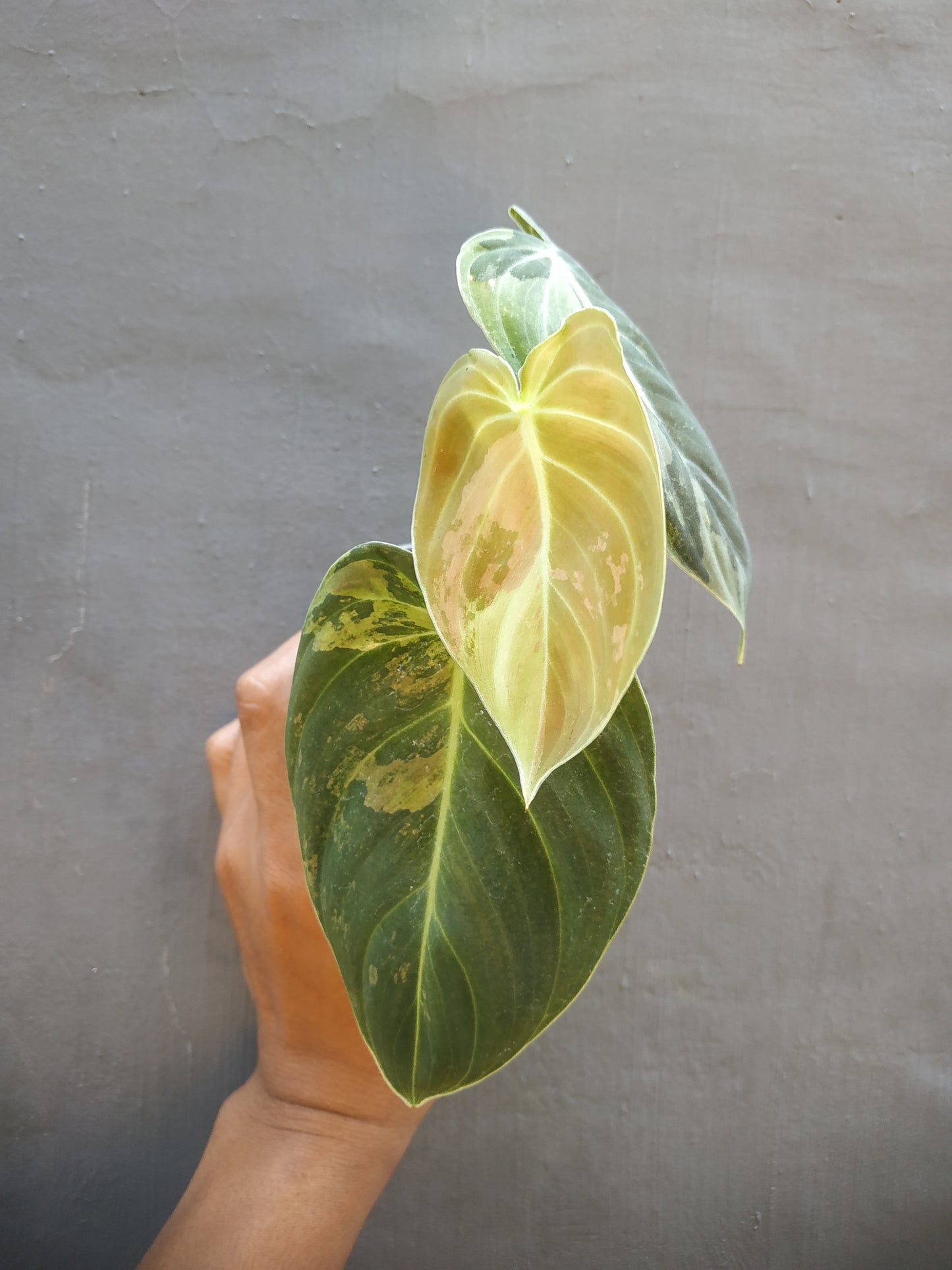 Philodendron Melanochrysum Variegated