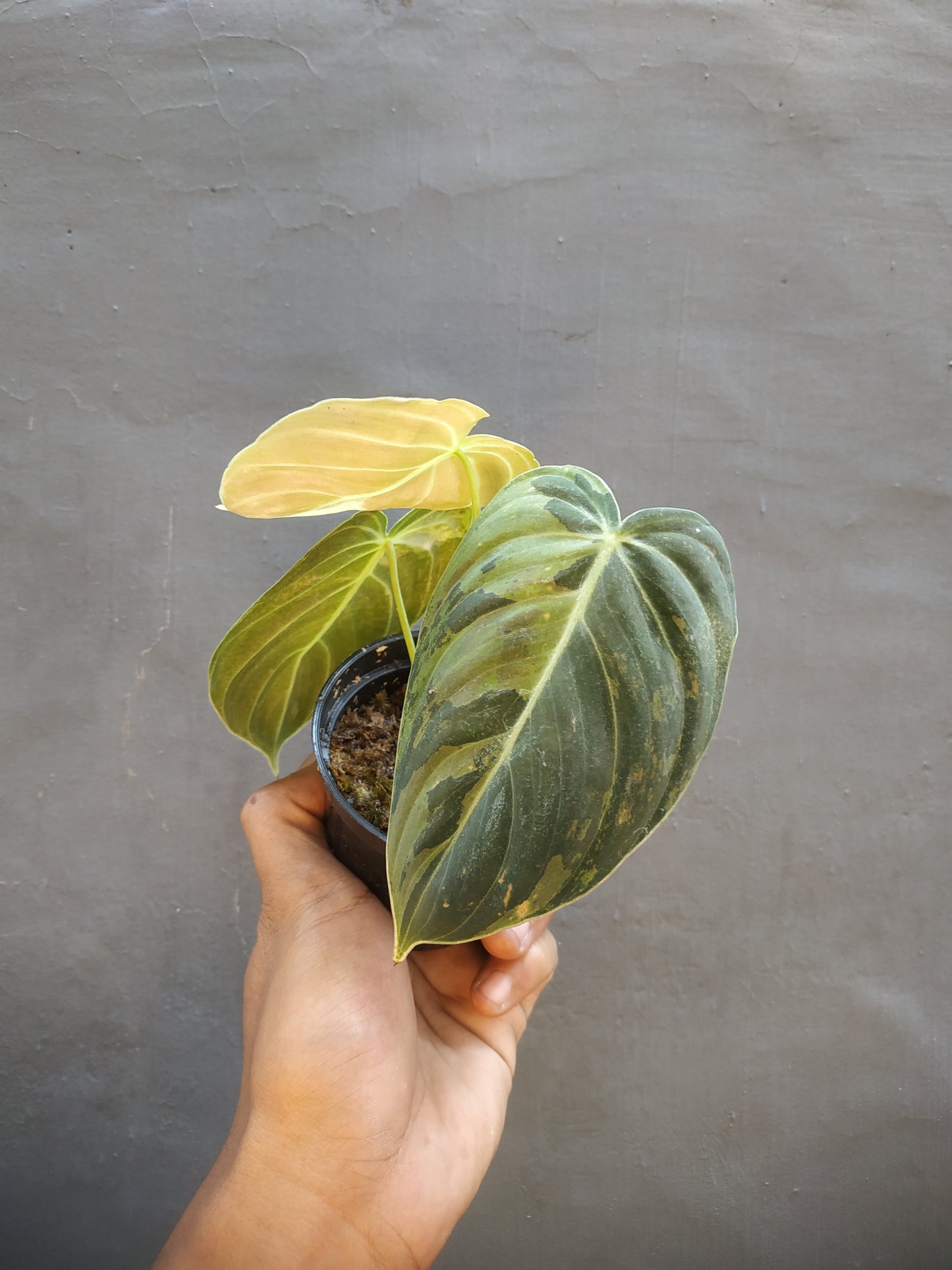 Philodendron Melanochrysum Variegated