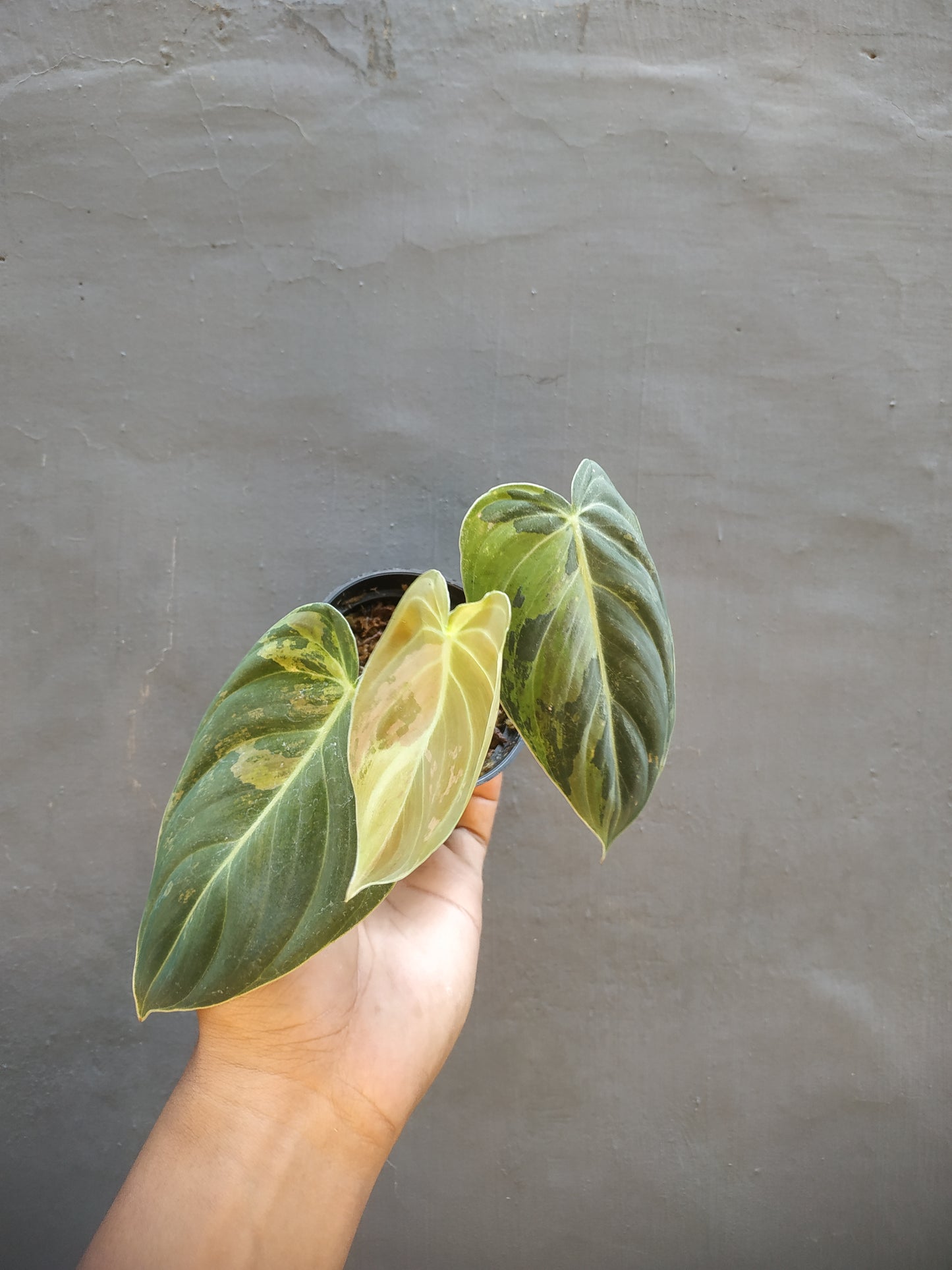 Philodendron Melanochrysum Variegated