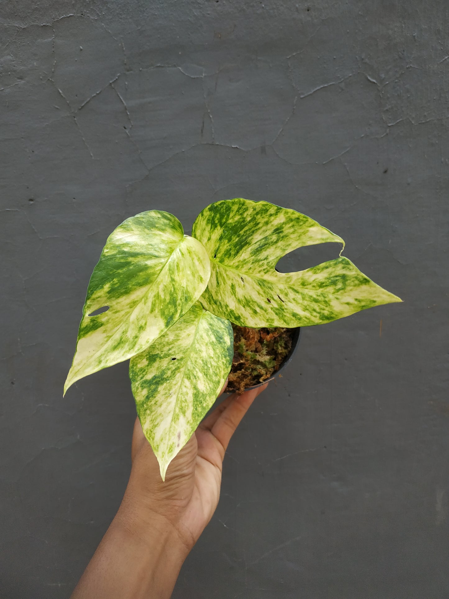 Epipremnum Yellow Sunrise