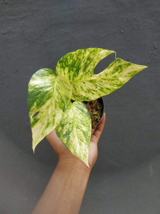 Epipremnum Yellow Sunrise