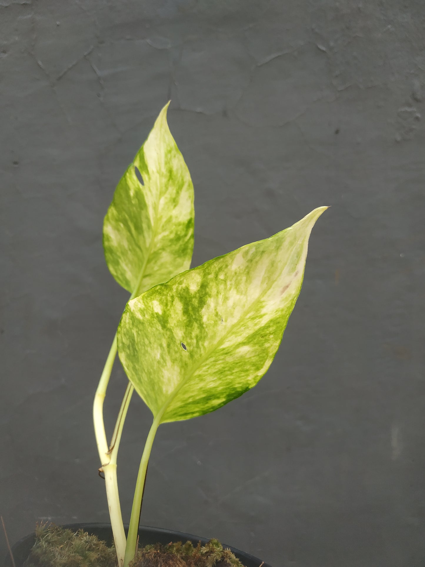Epipremnum Yellow Sunrise