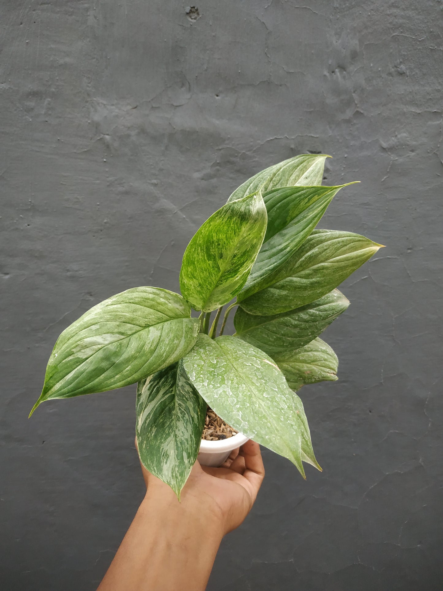 Scindapsus Parakensis Variegated Mint