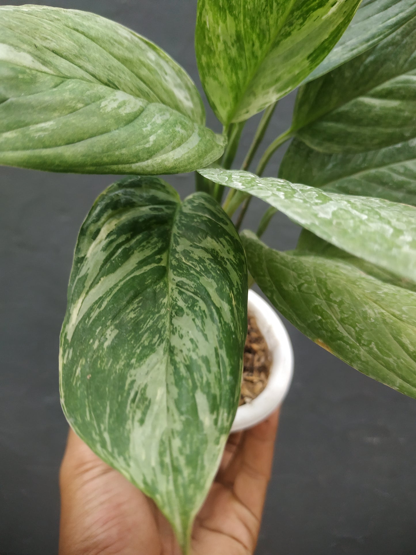 Scindapsus Parakensis Variegated Mint
