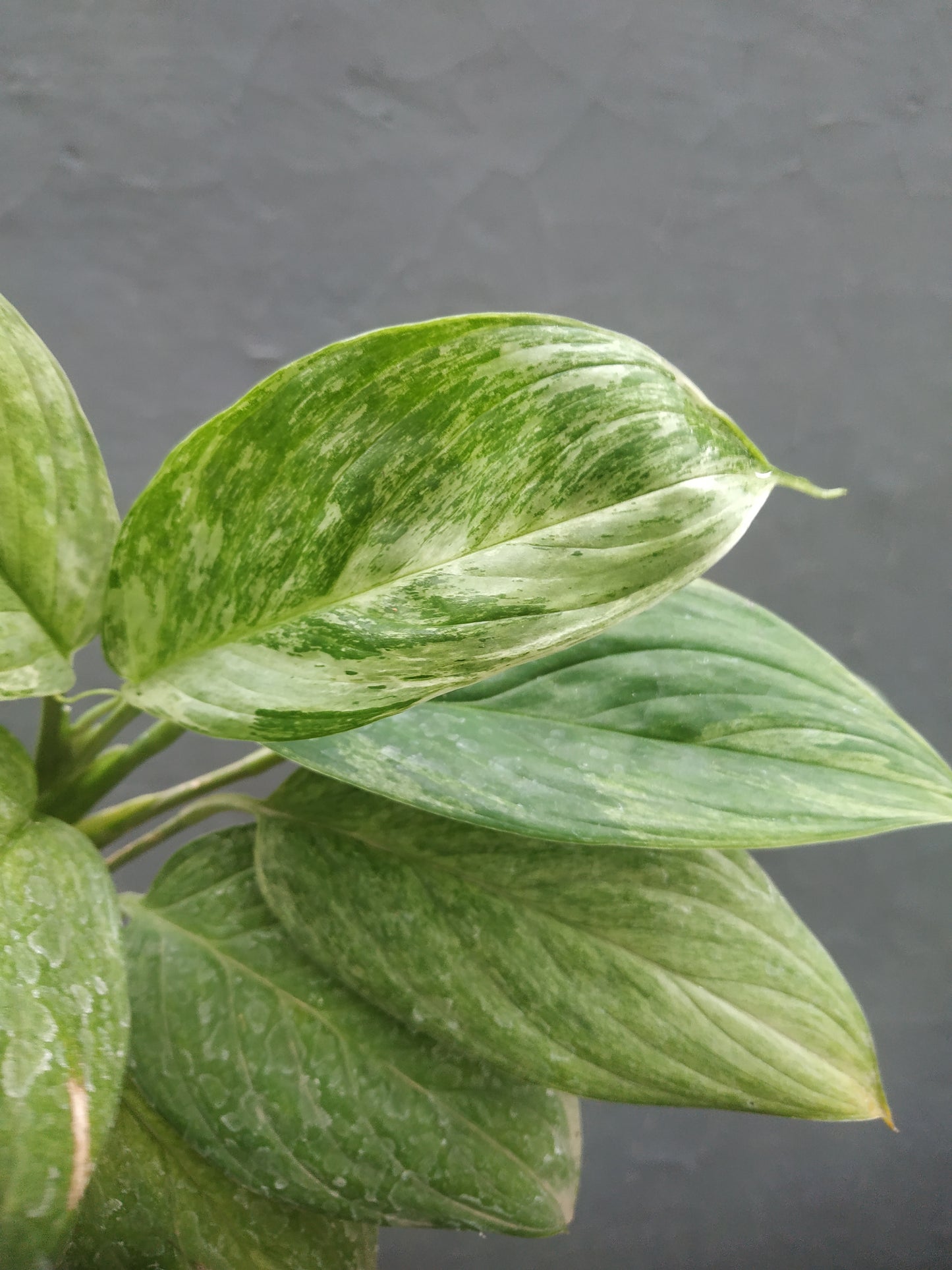 Scindapsus Parakensis Variegated Mint
