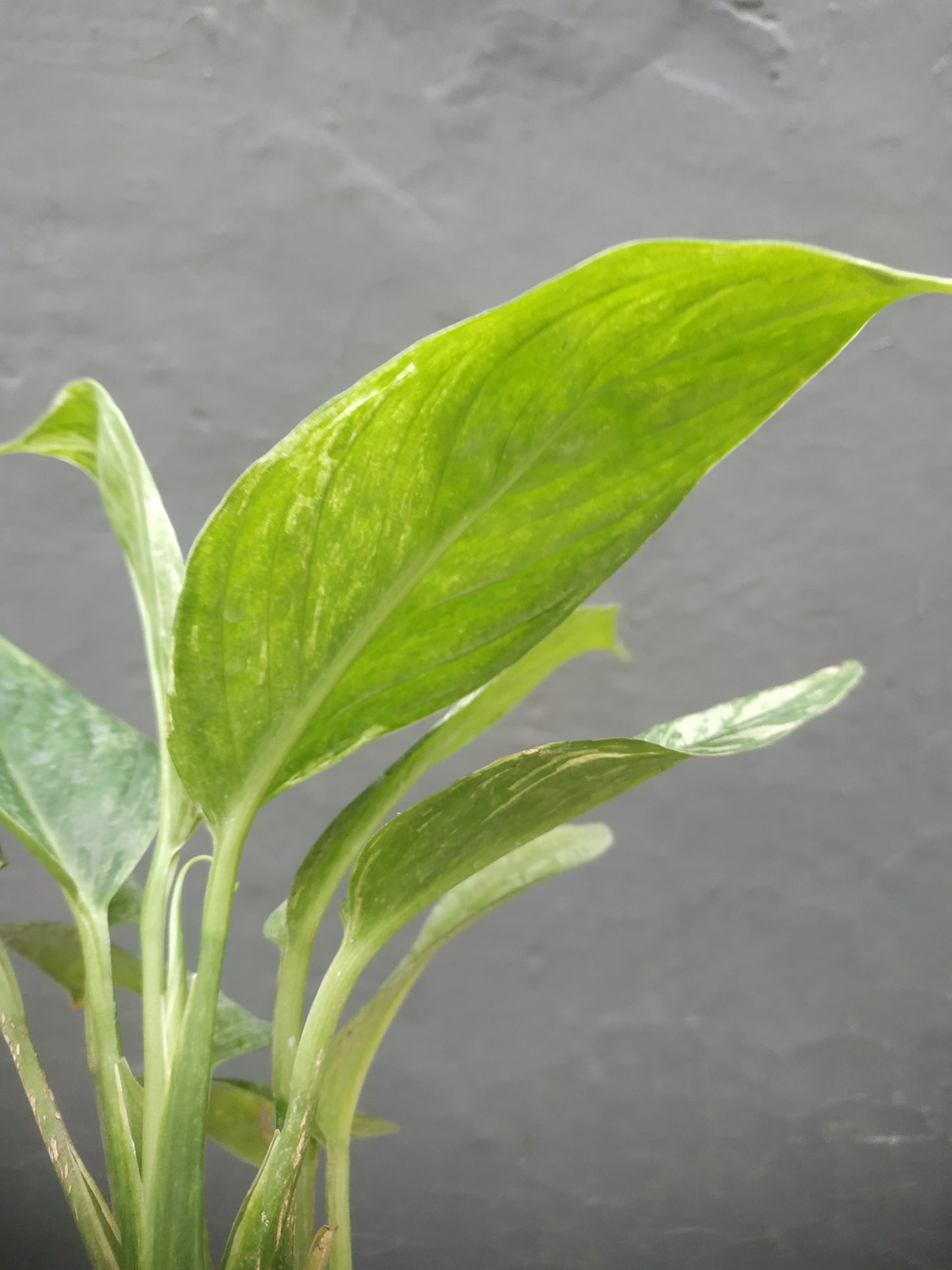 Scindapsus Parakensis Variegated Mint
