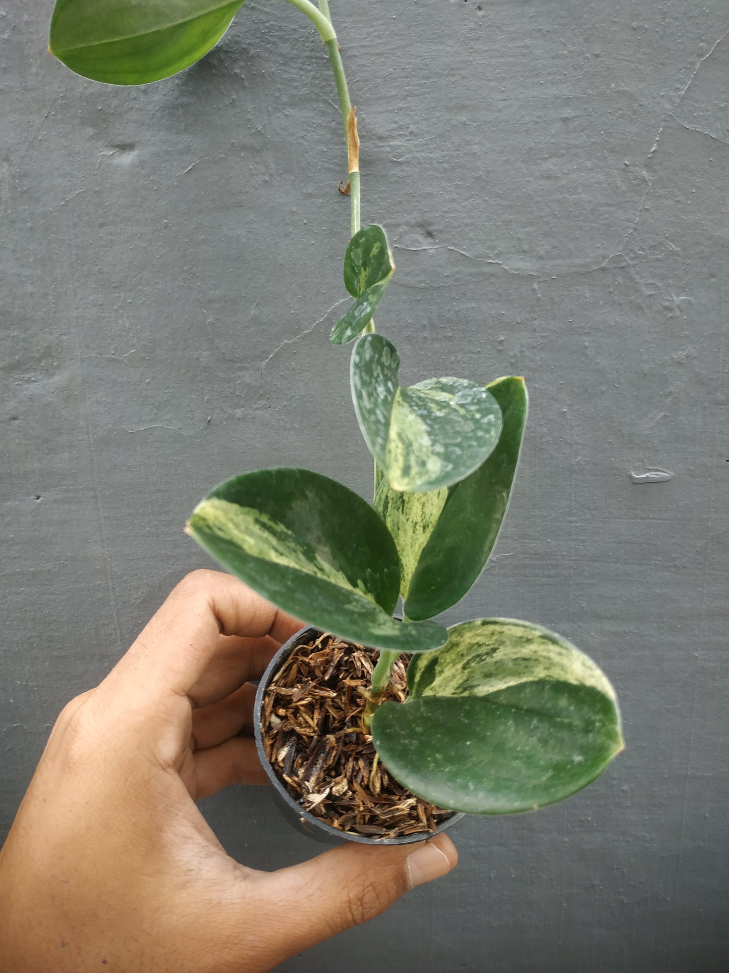 Scindapsus Treubii Black Variegated