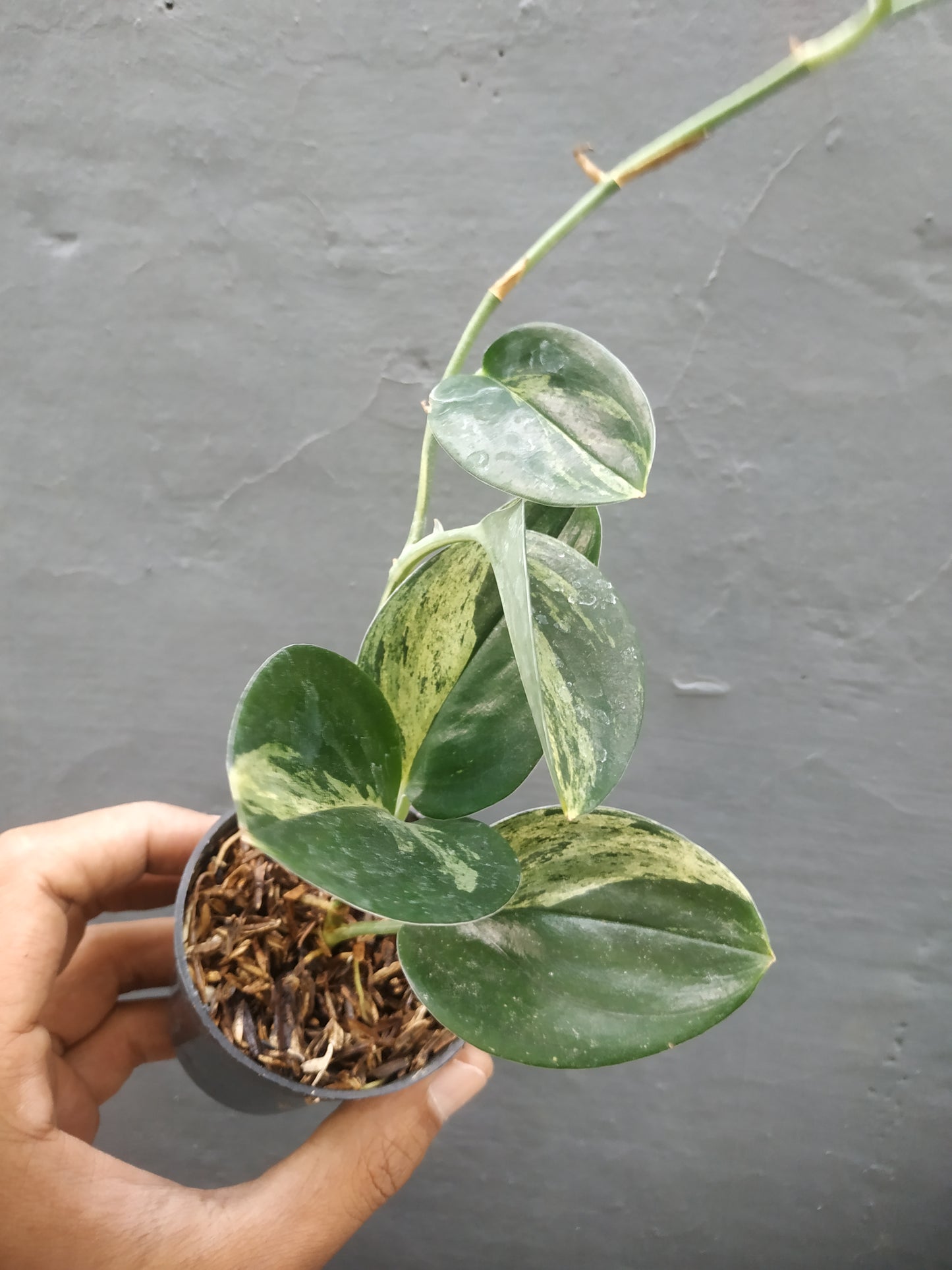 Scindapsus Treubii Black Variegated