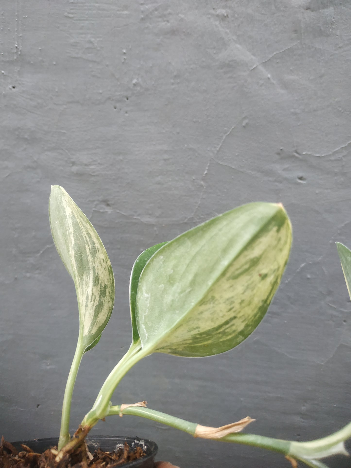 Scindapsus Treubii Black Variegated