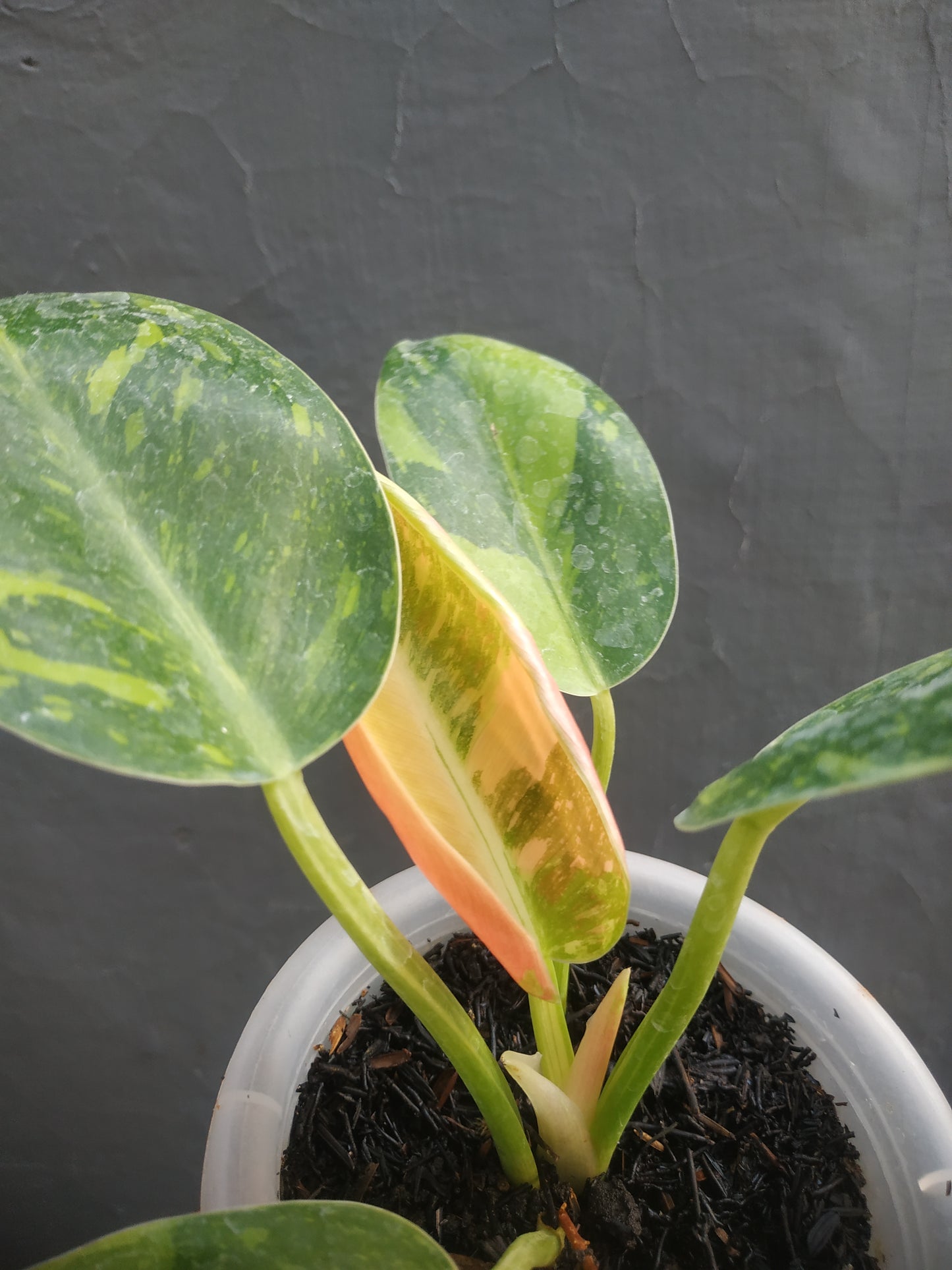 Philodendron Green Congo Marble Variegated