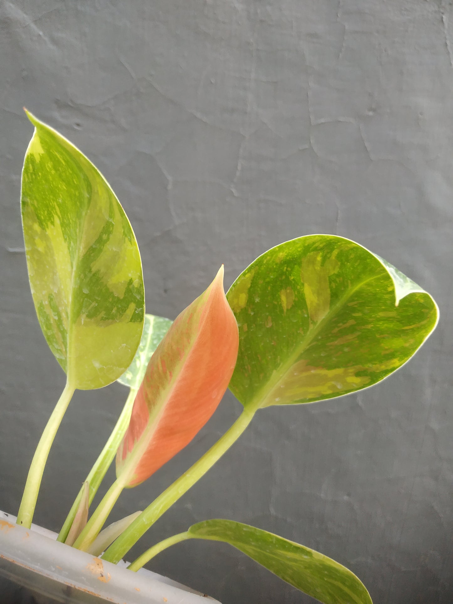 Philodendron Green Congo Marble Variegated