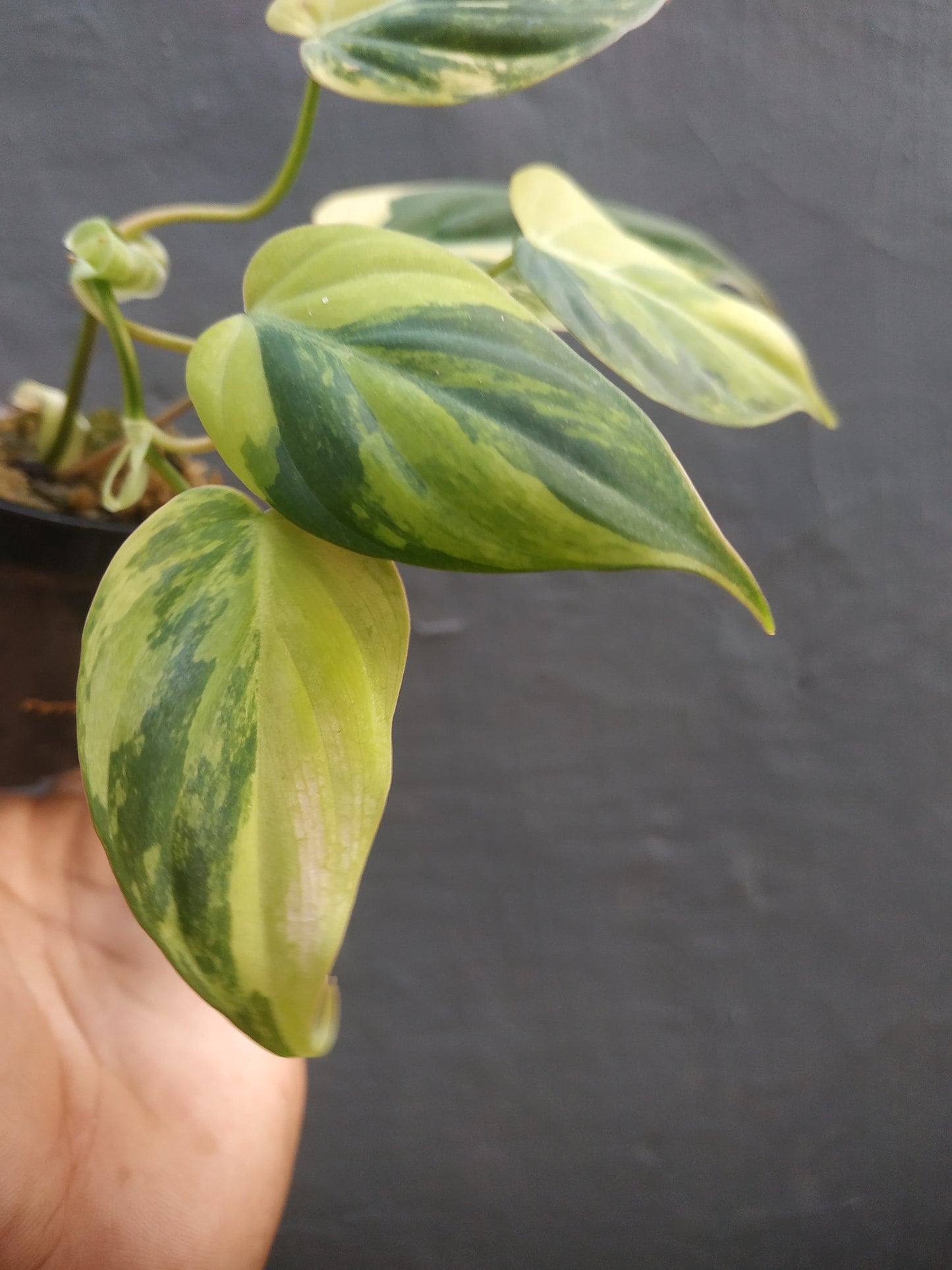 Philodendron Micans Variegated