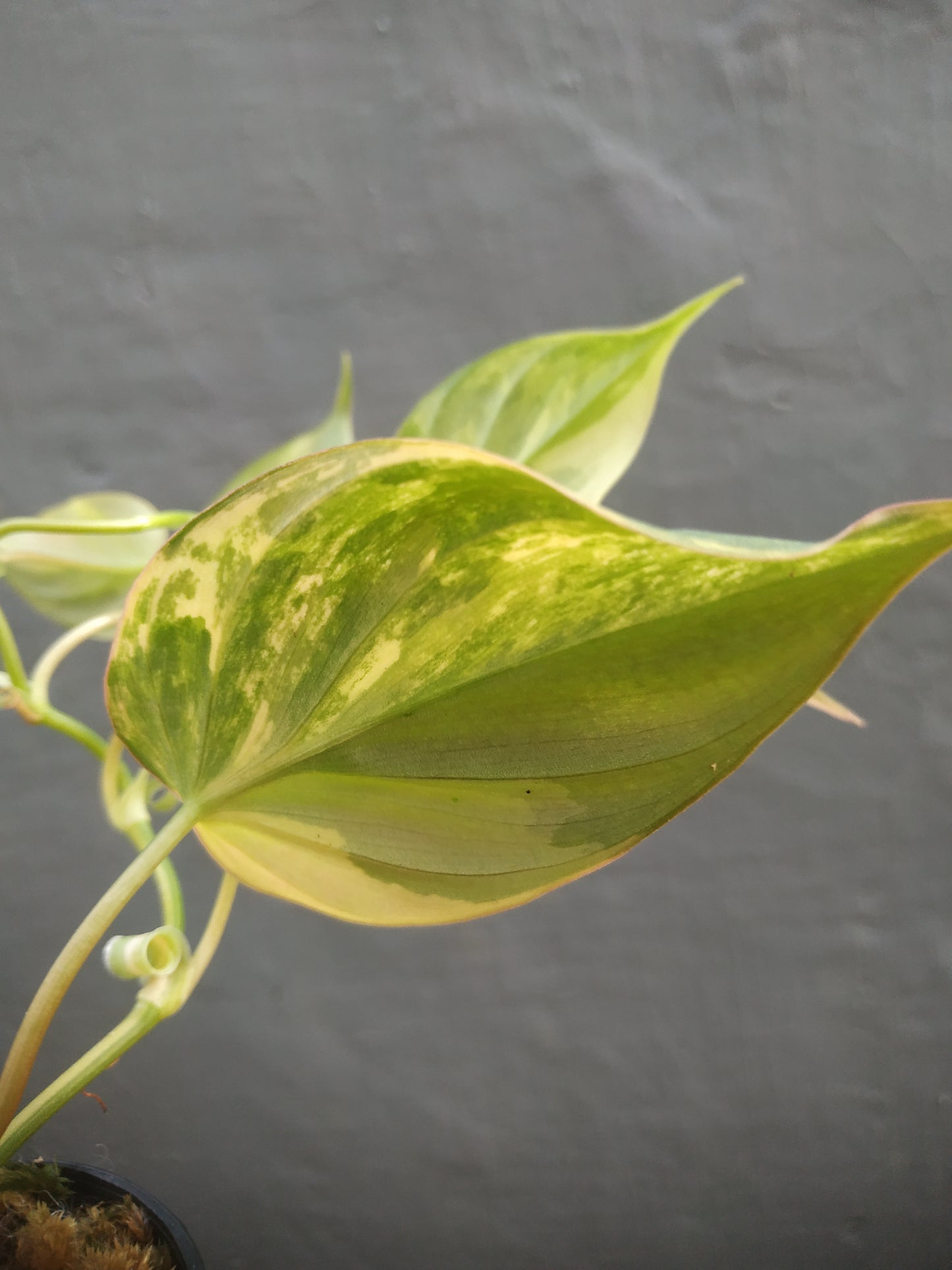 Philodendron Micans Variegated