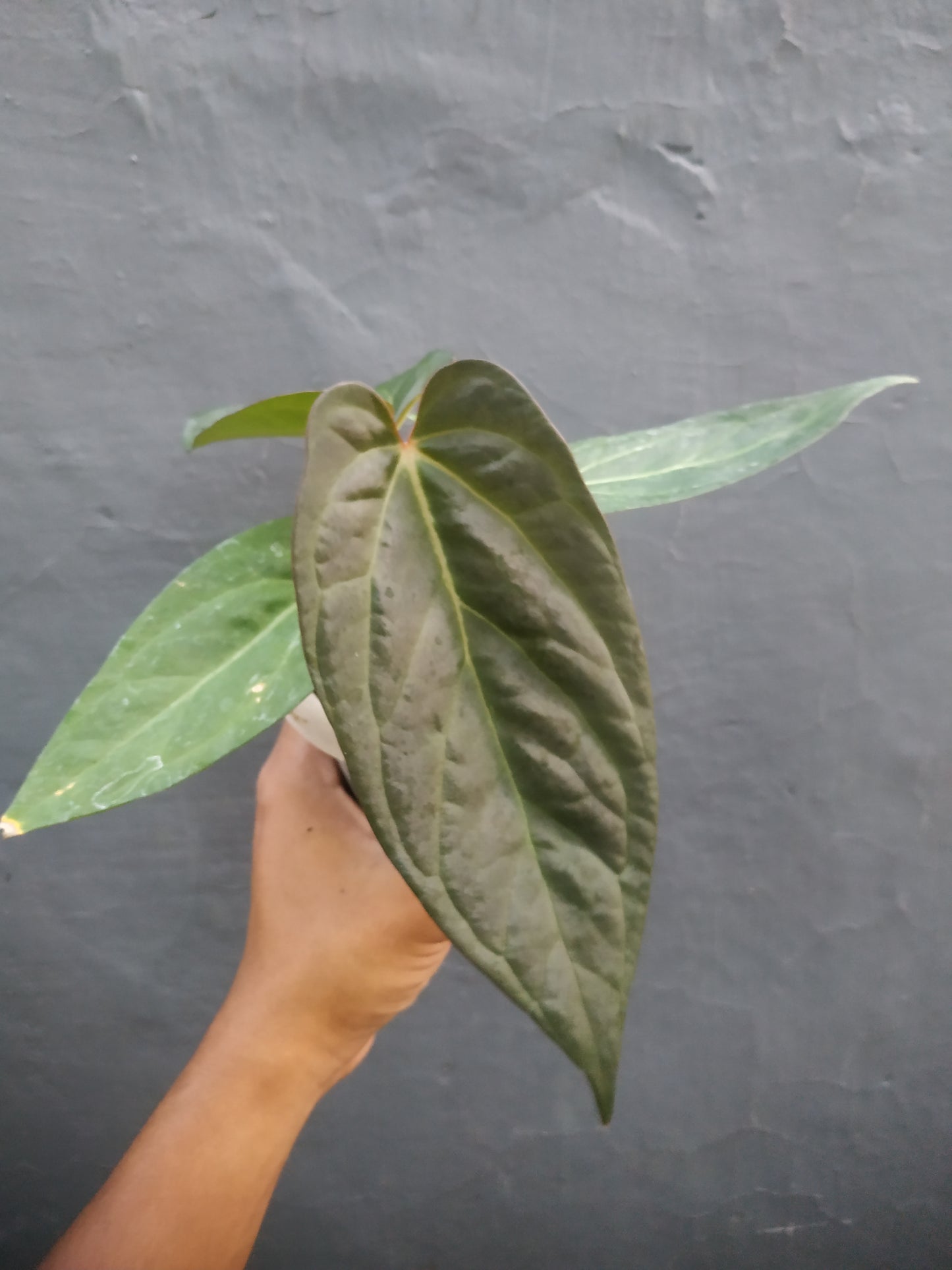 Anthurium Magnificum x Papilillaminum