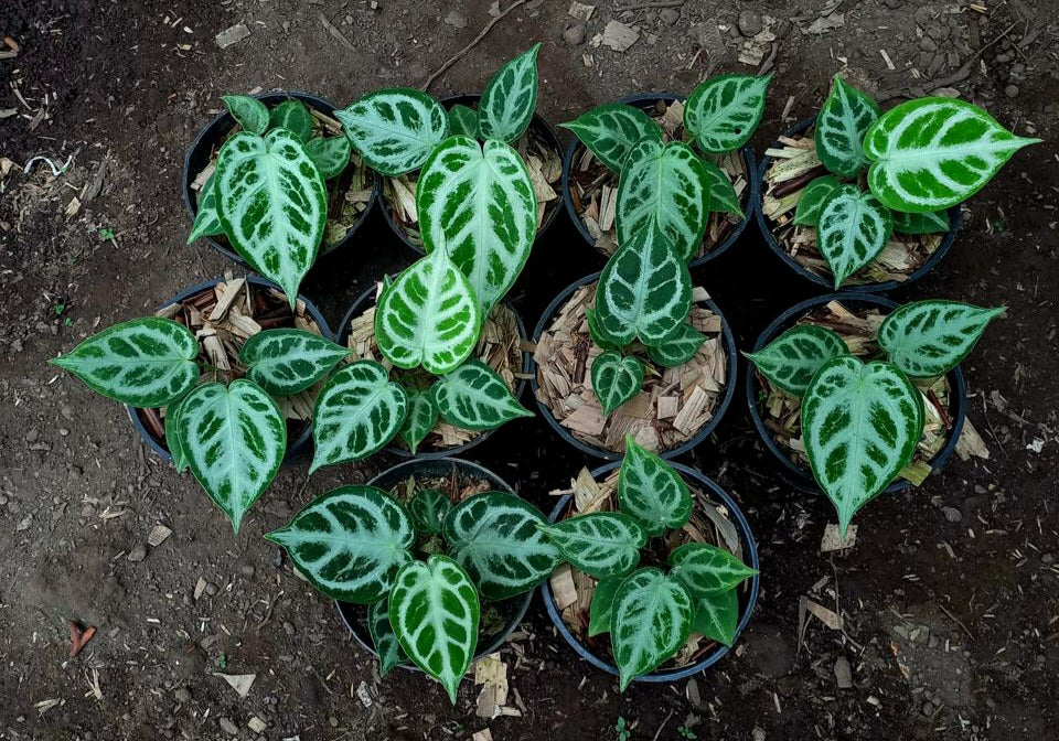 Wholesale 10x Anthurium Silver Blush Small