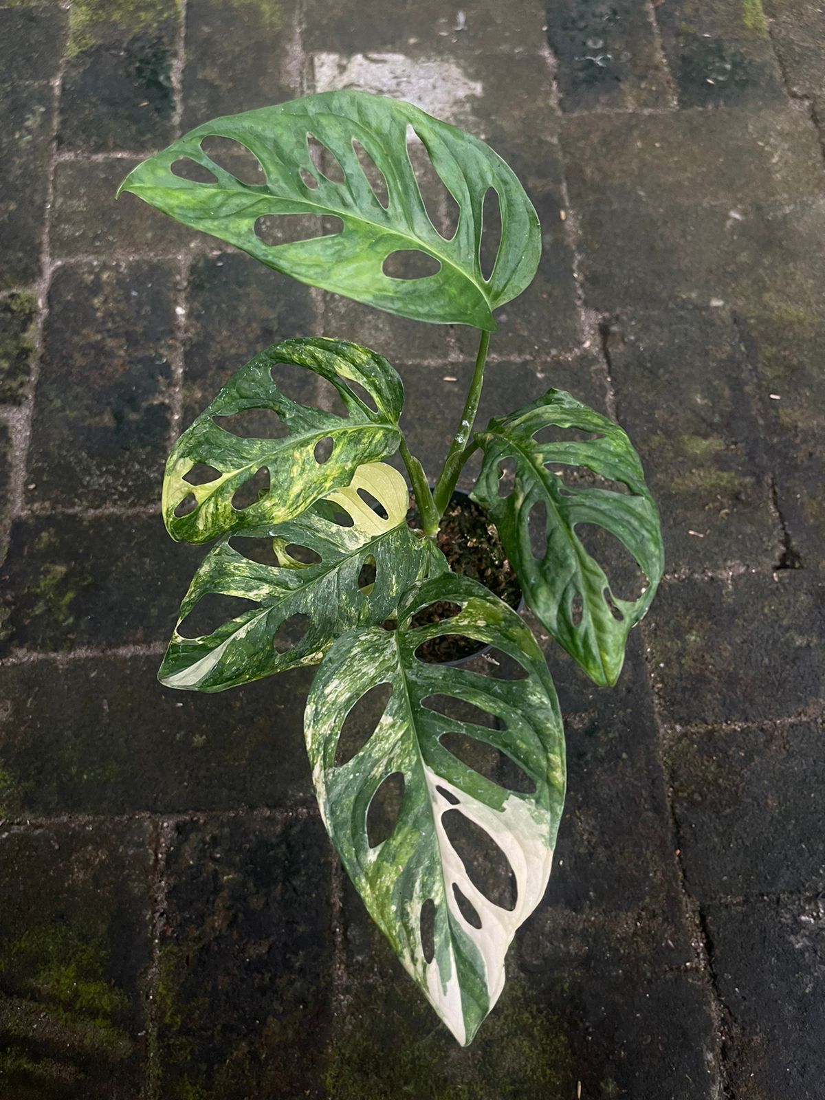 Monstera,monstera deliciosa,monstera deliciosa variegated,rare plant,variegated plant,indoor garden,variegated,foiiage,monstera adansonii variegated,monstera albo variegated
