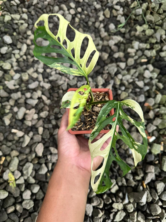 Monstera, monstera blanchetii, monstera blanchetii variegated, monstera plant, monstera variegated, rareplant,rare monstera