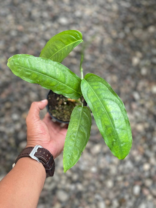 MOnstera obliqua amazonas,monstera,monstera obliqua,monstera plant