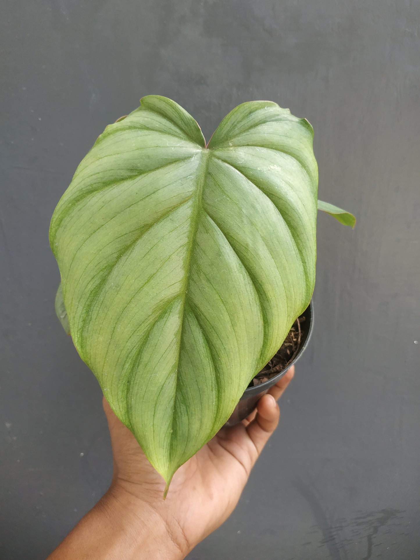 Philodendron Verrucosum x Philodendron Mayoi