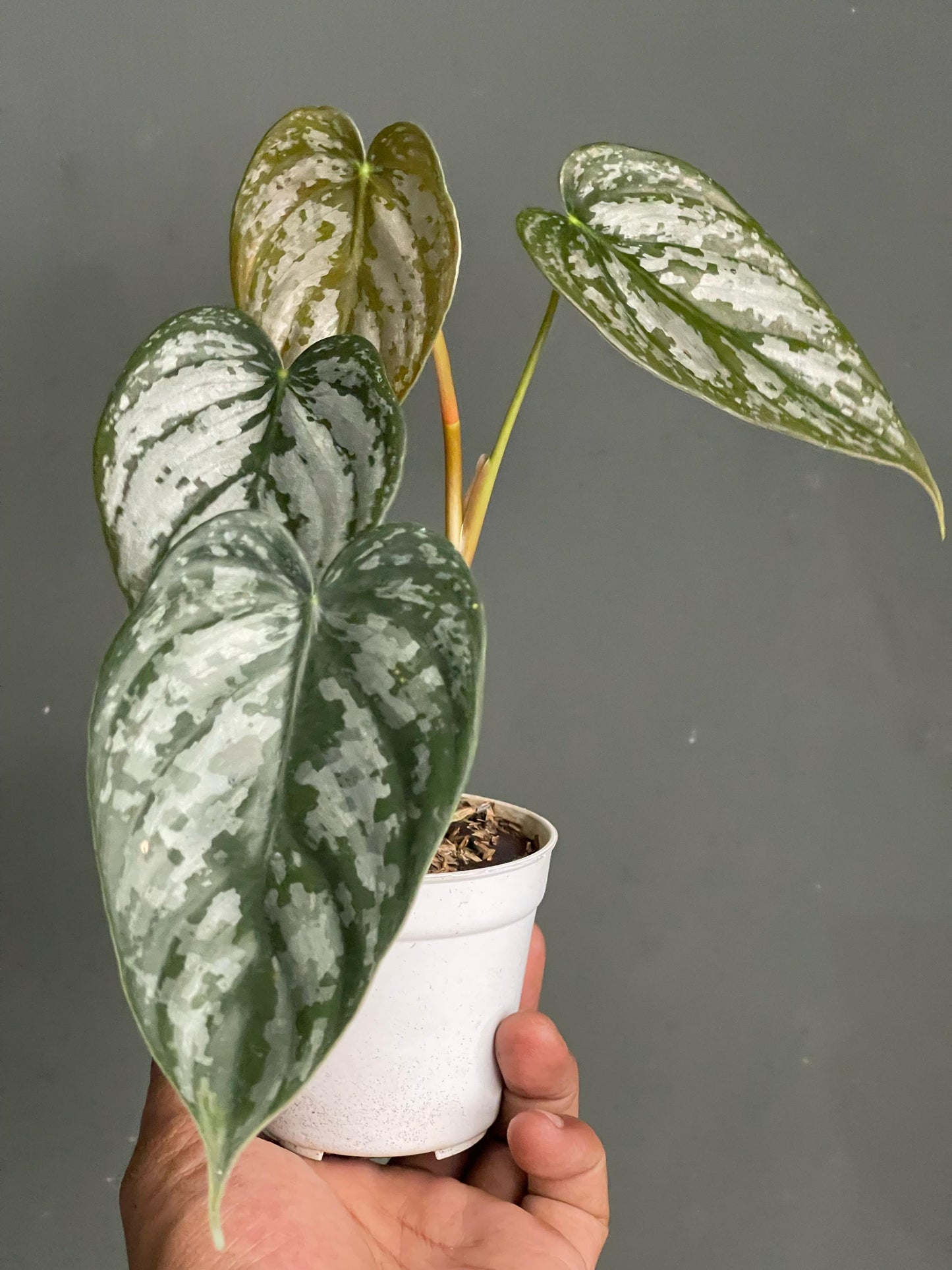Philodendron Brandtianum,philodendron.philodendron plants,rare plants,live plants,plant sale,indoor plants,outdoor plants