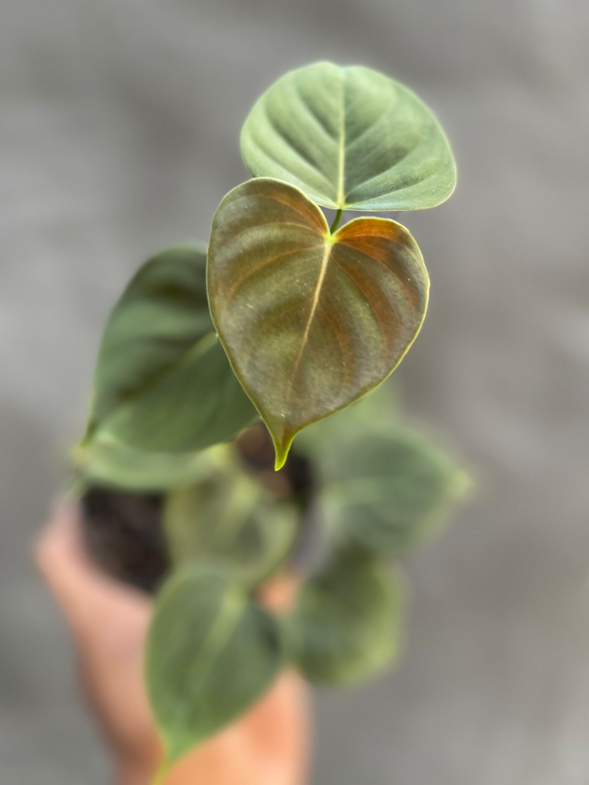 Philodendron Lupinum,Philodendron,Philodendron plant