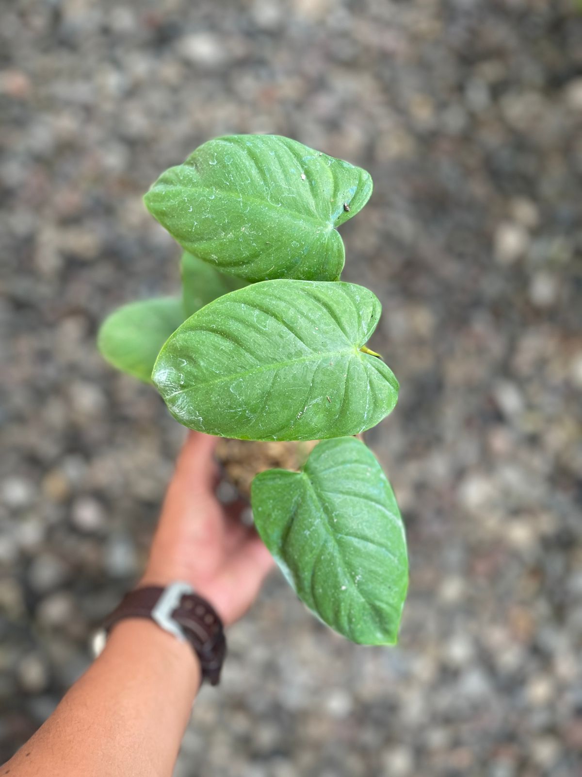 Philodendron,philodendron tenue,plants,plant,indoor plant,outdoor plant,rare plant