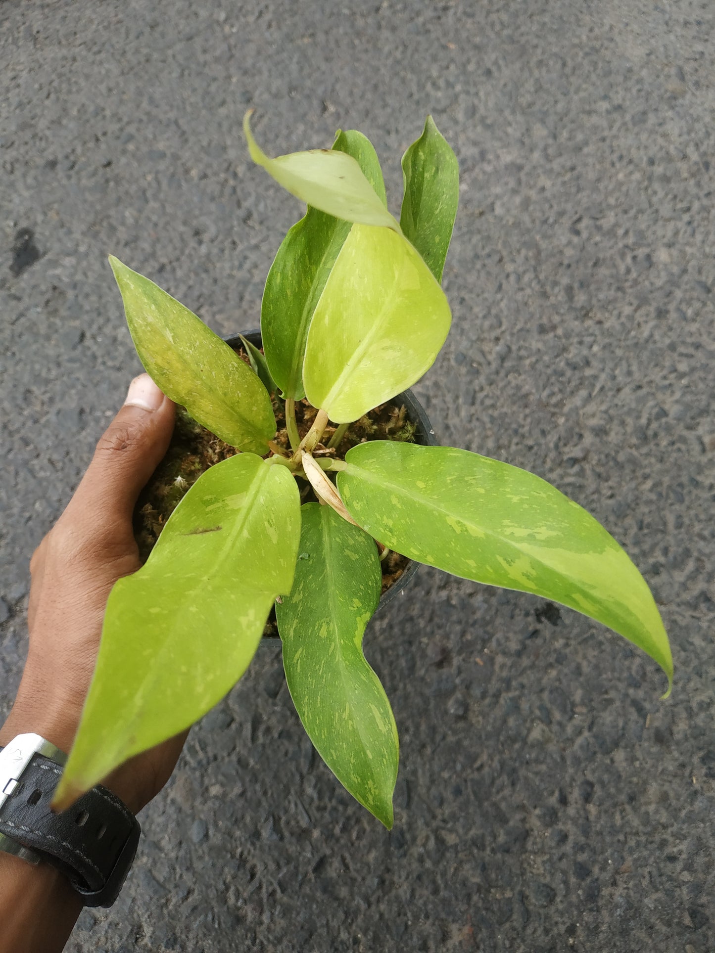 Philodendron Thai Sunrise Galaxy,philodendron variegated,indoor plants,outdoor plants,live plant,plant sale