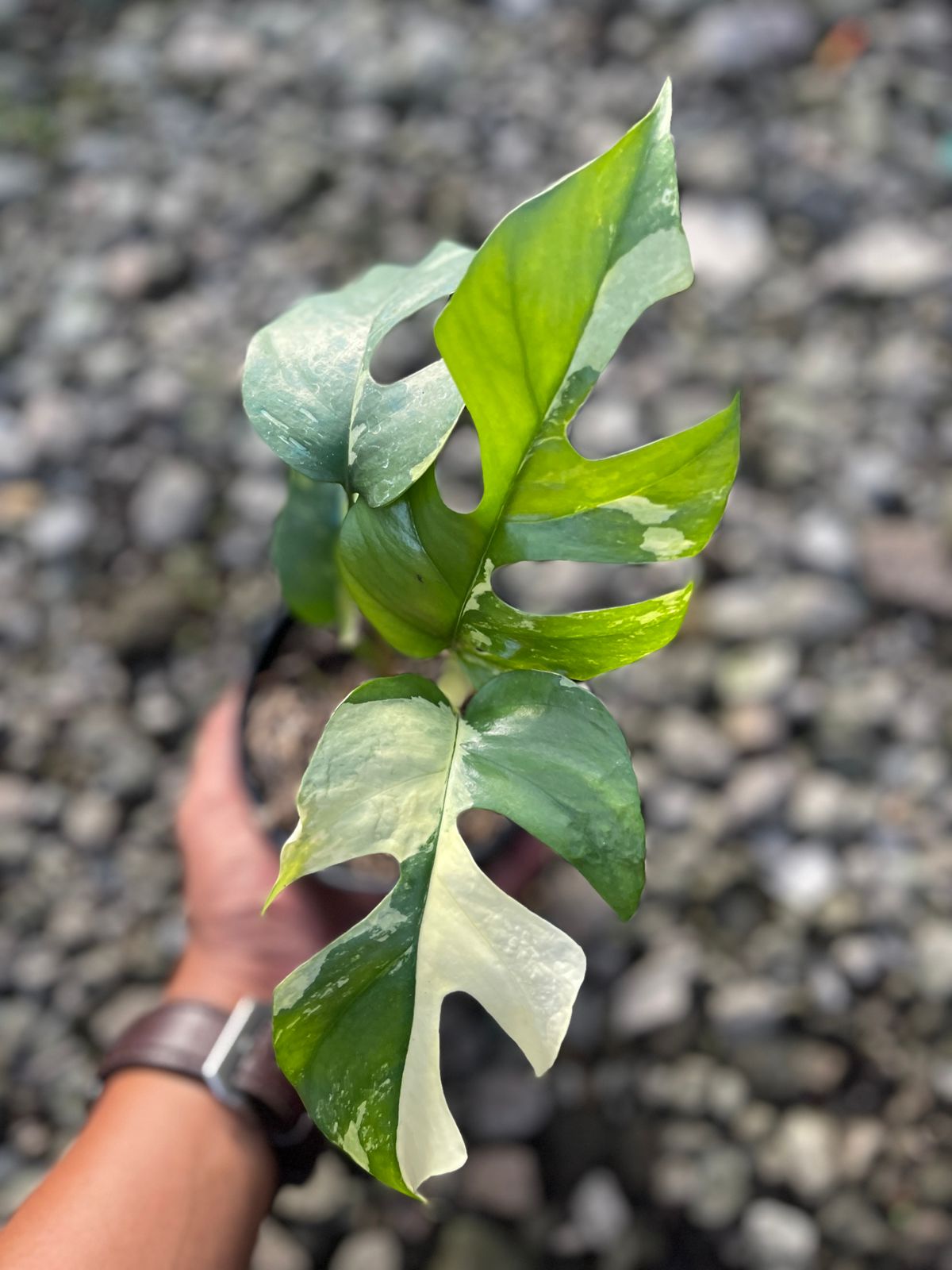 Rhaphidophora,rhaphidophora tetrasperma variegated,raphidophora plant,rhaphidophora tetrasperma