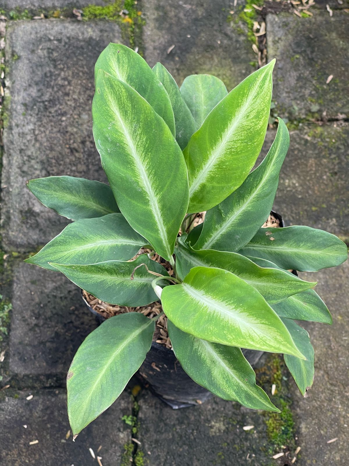 Spathiphyllum White Stripes,spathiphyllum,plant sale,live plants,plant,rareplant,foliage,indoor plants,outdoor plants