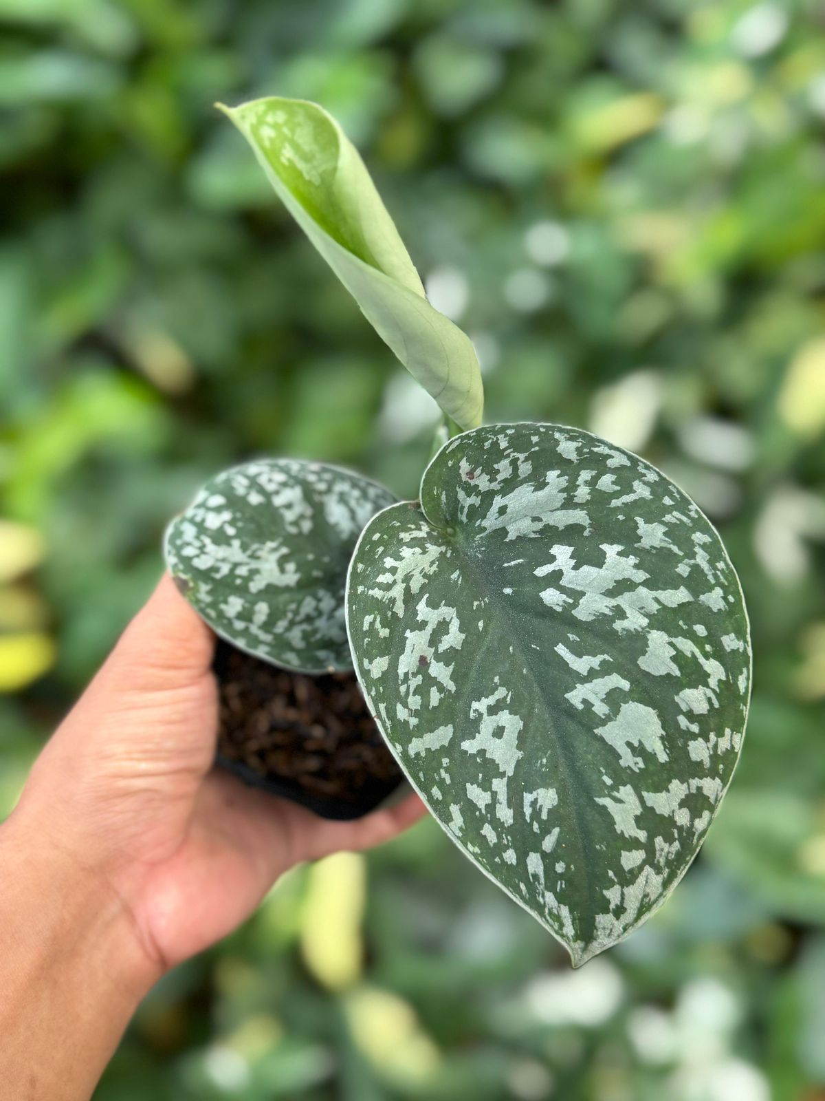 scindapsus,scindapsussilverpeacock,scindapsuspictus,scindapsus plant