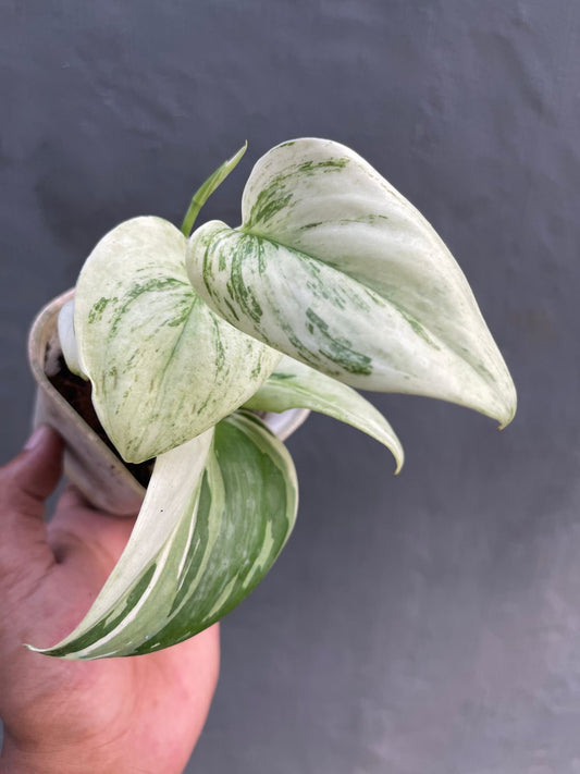 Scindapsus,scindapsus pictus,scindapsus variegated,Scindapsus plant,Scindapsus Super Star
