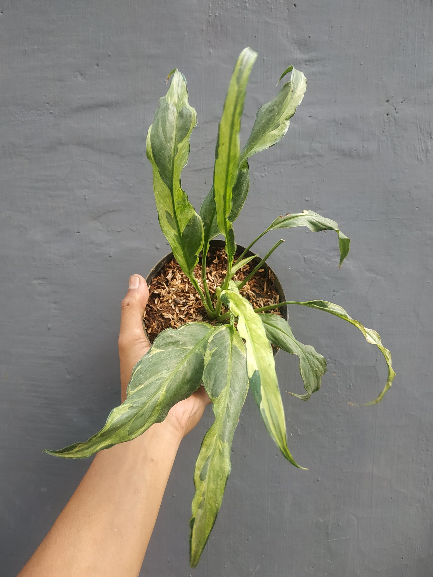Spathiphyllum Peace Lily Aurea Variegated,Spathiphyllum Peace Lily,Spathiphyllum Variegated,Variegated Plants,Rare plant