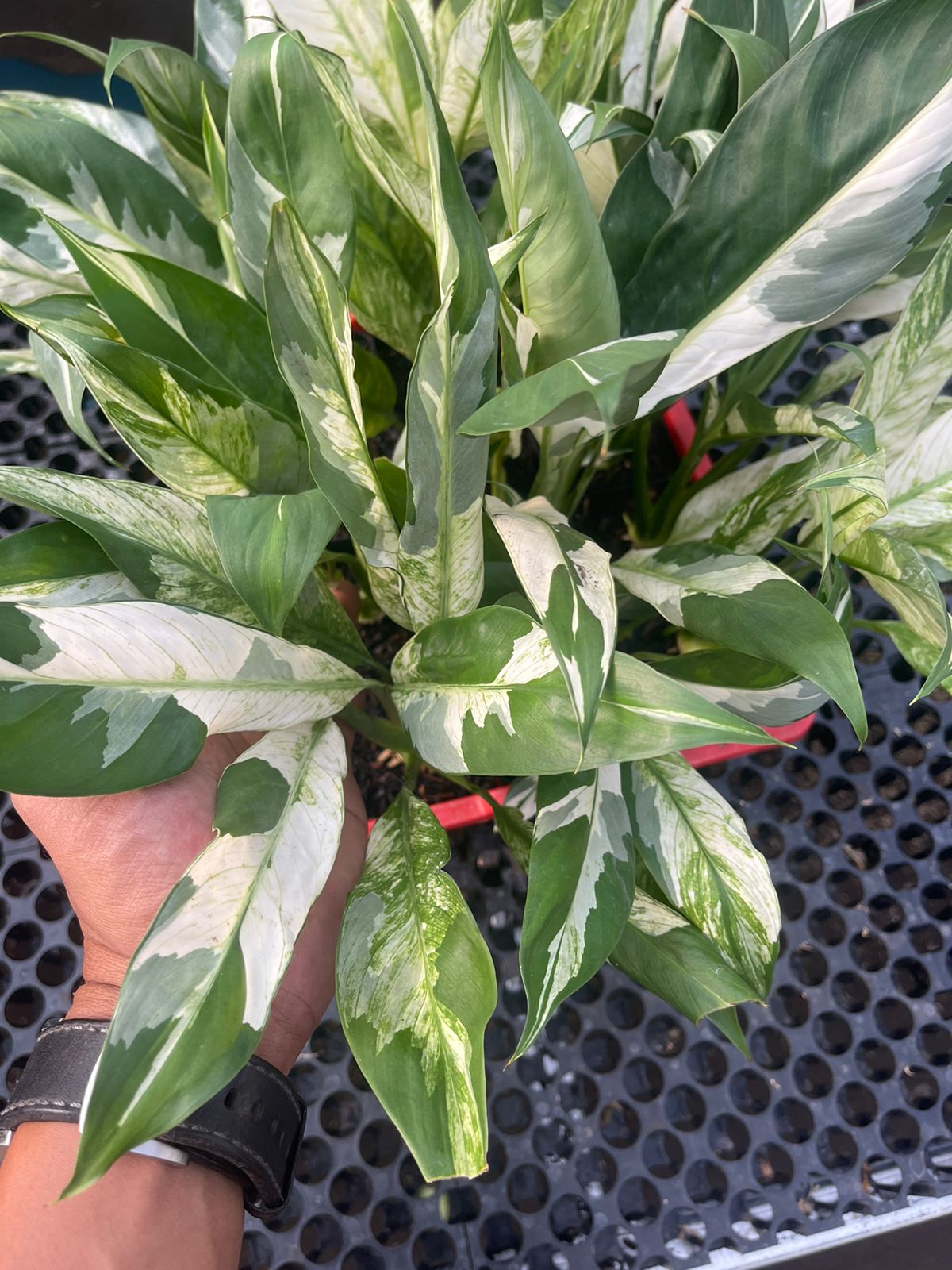 Spathiphyllum Peace Lily Variegated,Variegatd Plants,Rare plant,plant Variegated