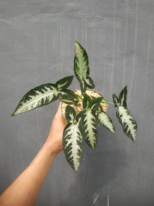 syngonium goosefoot,syngonium green velvet,syngonium plants,syngonium,plant sale