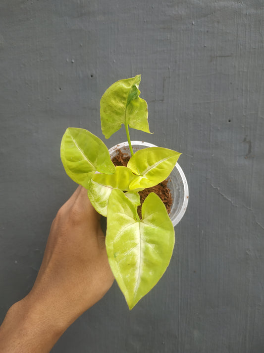 Syngonium lime soda,syngonium,syngonium plants,syngonium plant sale,sale plants,indoor plants,outdoor plants,foliage