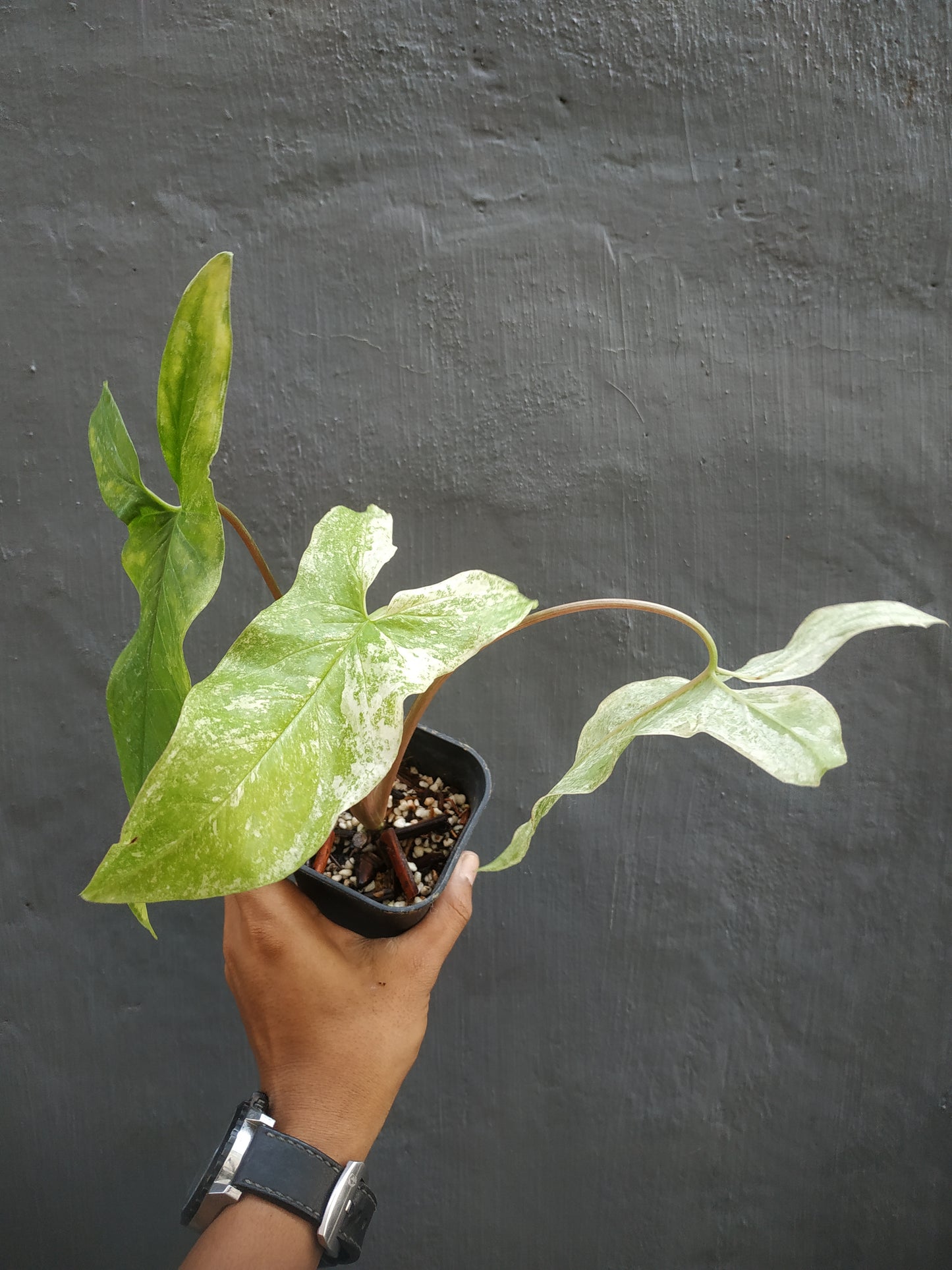 Syngonium Mint Of Sumatera,syngonium mint variegated,syngonium plants,live plan,plant sale,syngonium mint variegated,syngonium variegated,variegated syngonium