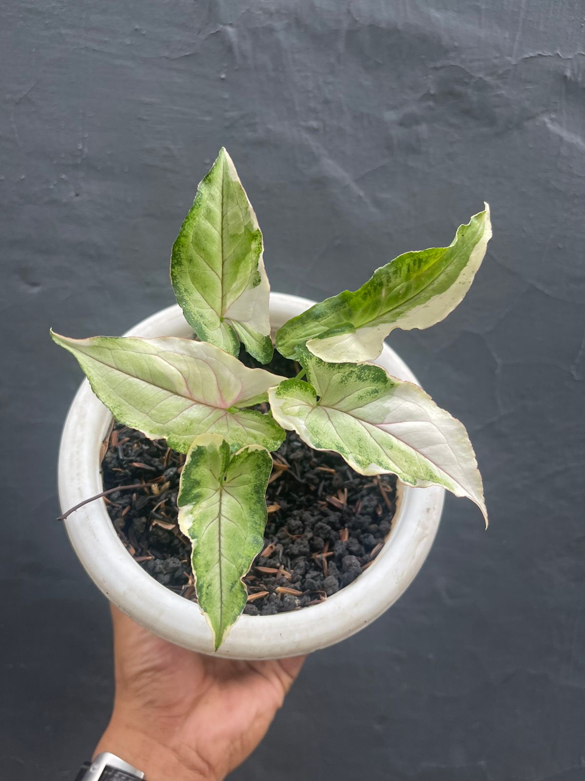 syngonium orm manee variegated,syngonium plants,syngonium variegated,rare syngonium,plant sale,live plants,syngonium