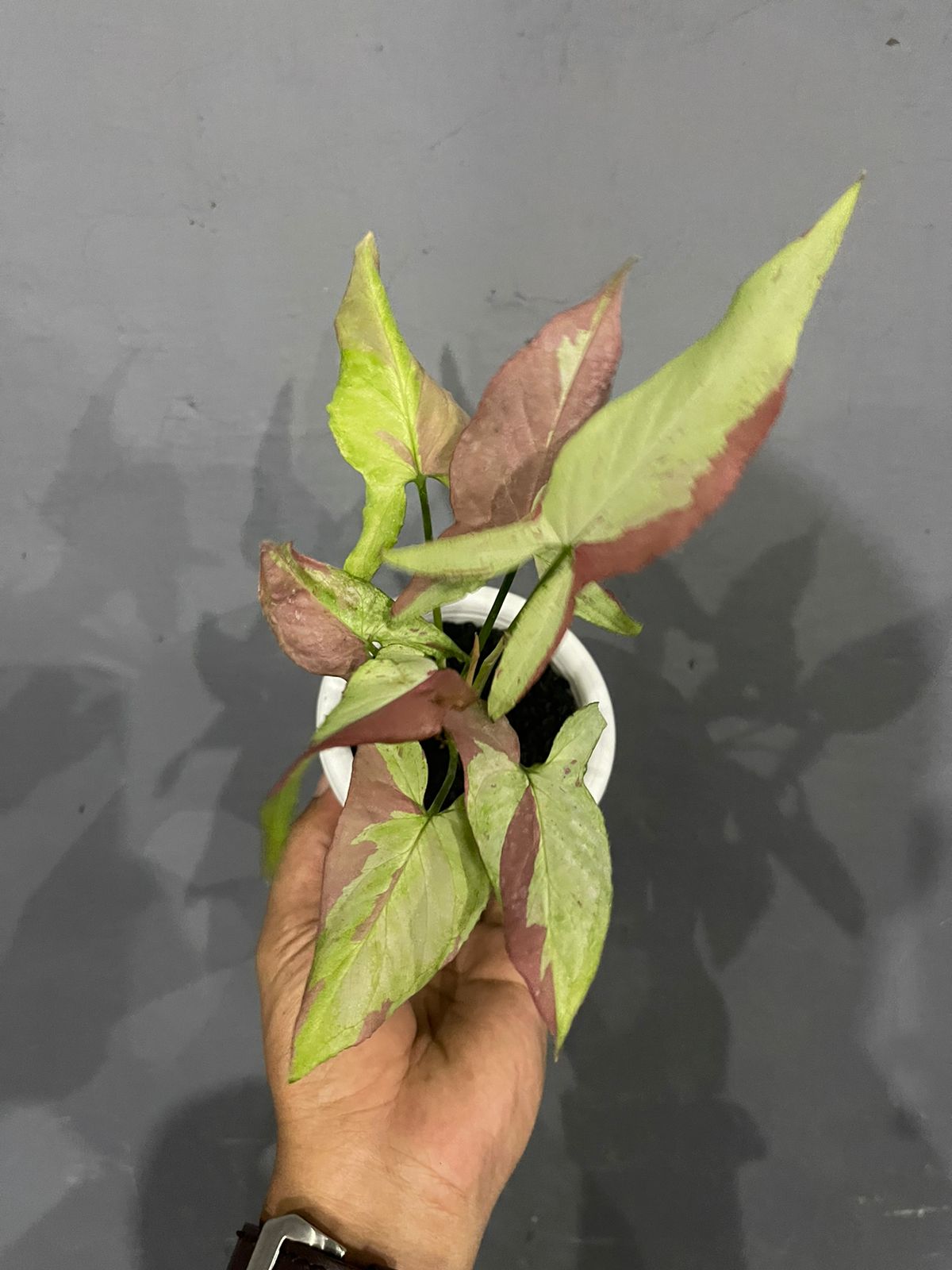 syngonium orm nagpum salmon,Rare syngonium,syngonium mutation,plant sale,syngonium pink,plant sale