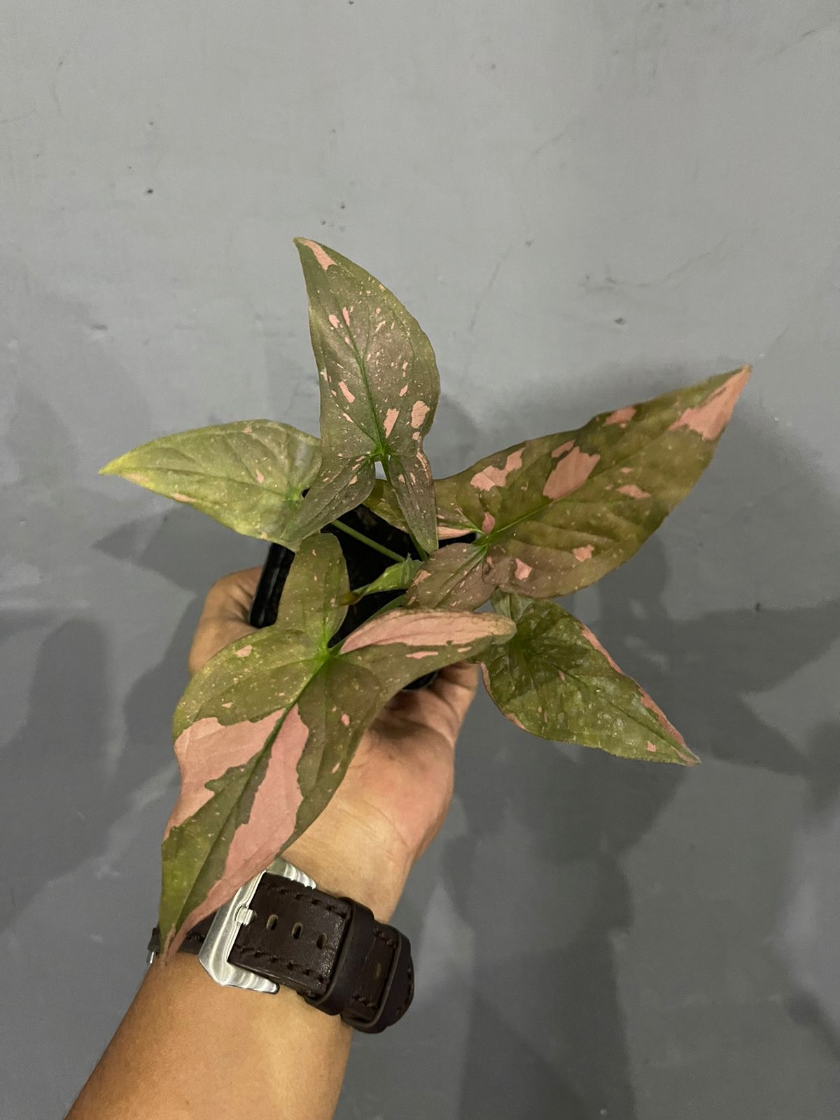 syngonium pink splash,syngonium pink,live syngonium,plant sale,syngonium,rare plants,folige,plants syngonium pink