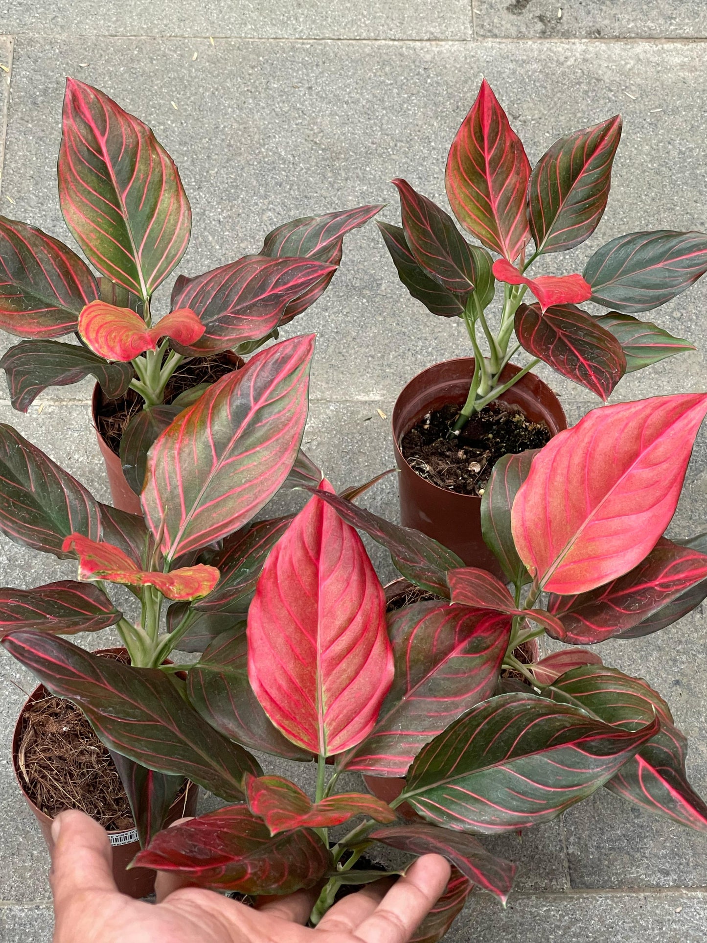 Aglaonema red vein,wholesale aglaonema red vein,wholesale plants,plant aglaonema,aglaonema red,live plants,indoor plant,plant sale