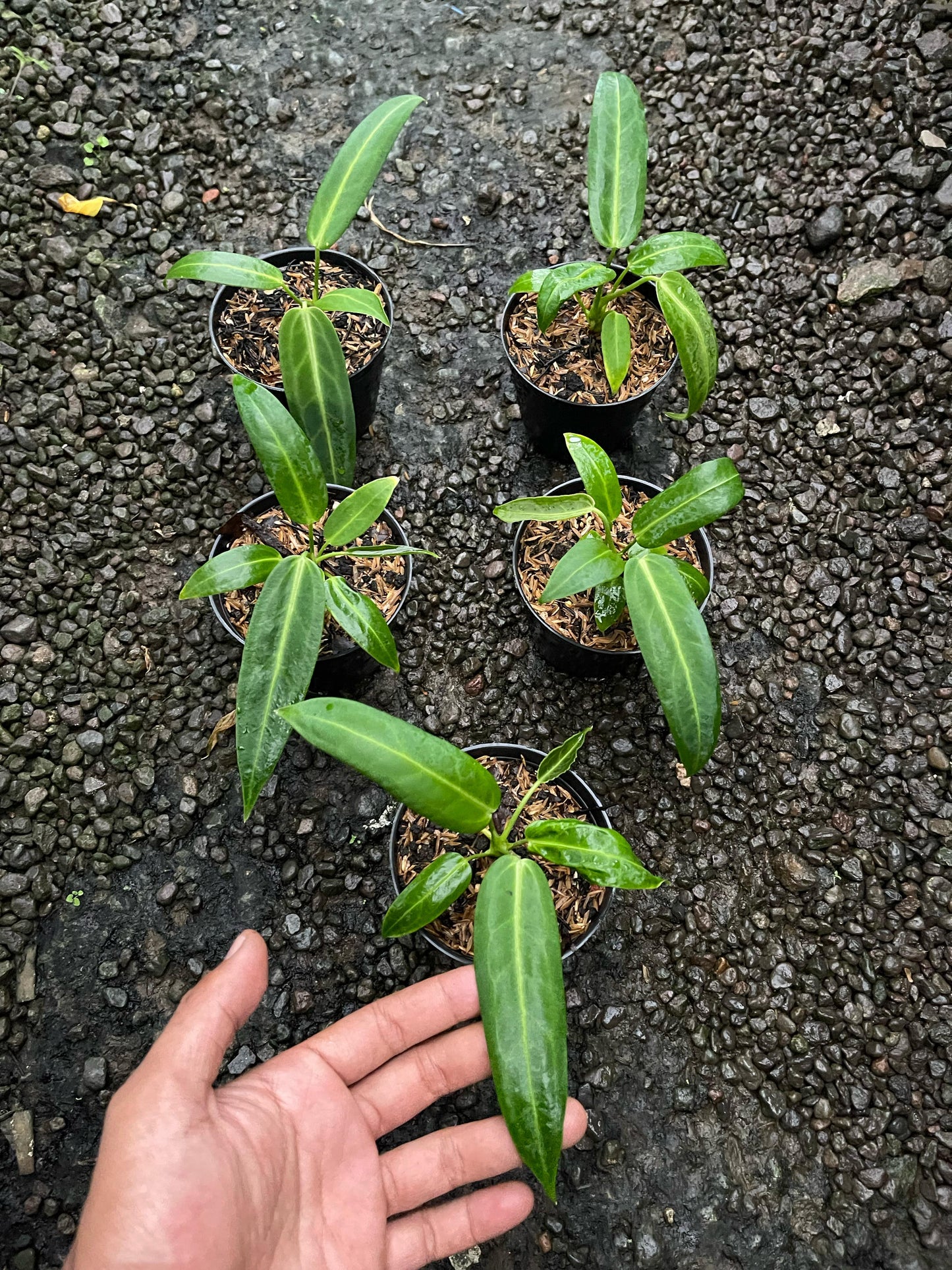 Wholesale Anthurium Warocqueanum,anthurium warocqueanum,anthurium plants,anthurium,rare anthurium,plant sale
