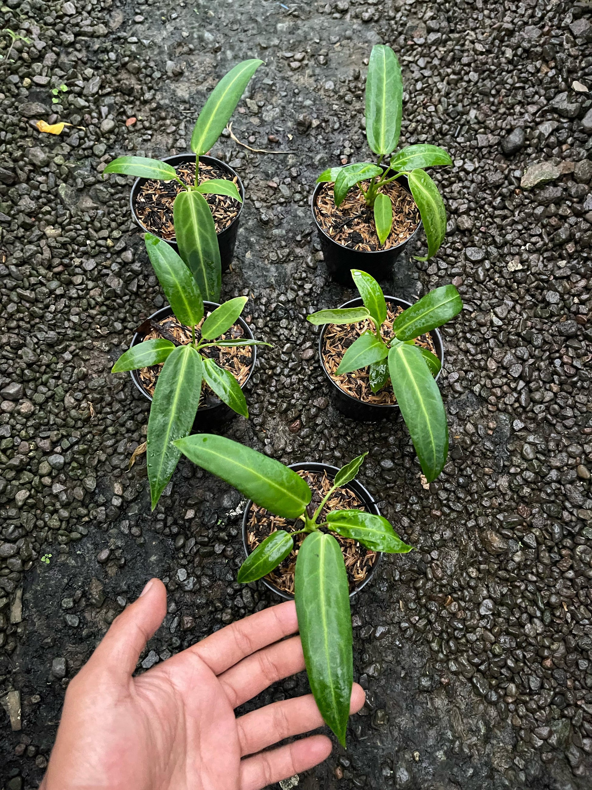Wholesale Anthurium Warocqueanum,anthurium warocqueanum,anthurium plants,anthurium,rare anthurium,plant sale